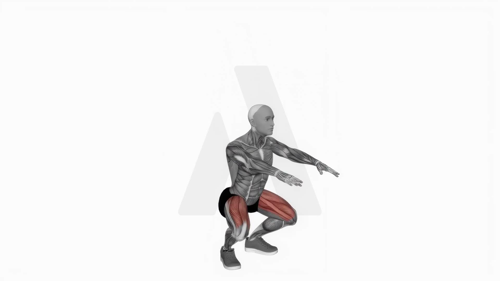 Bodyweight Pulse Squat exercise demonstration