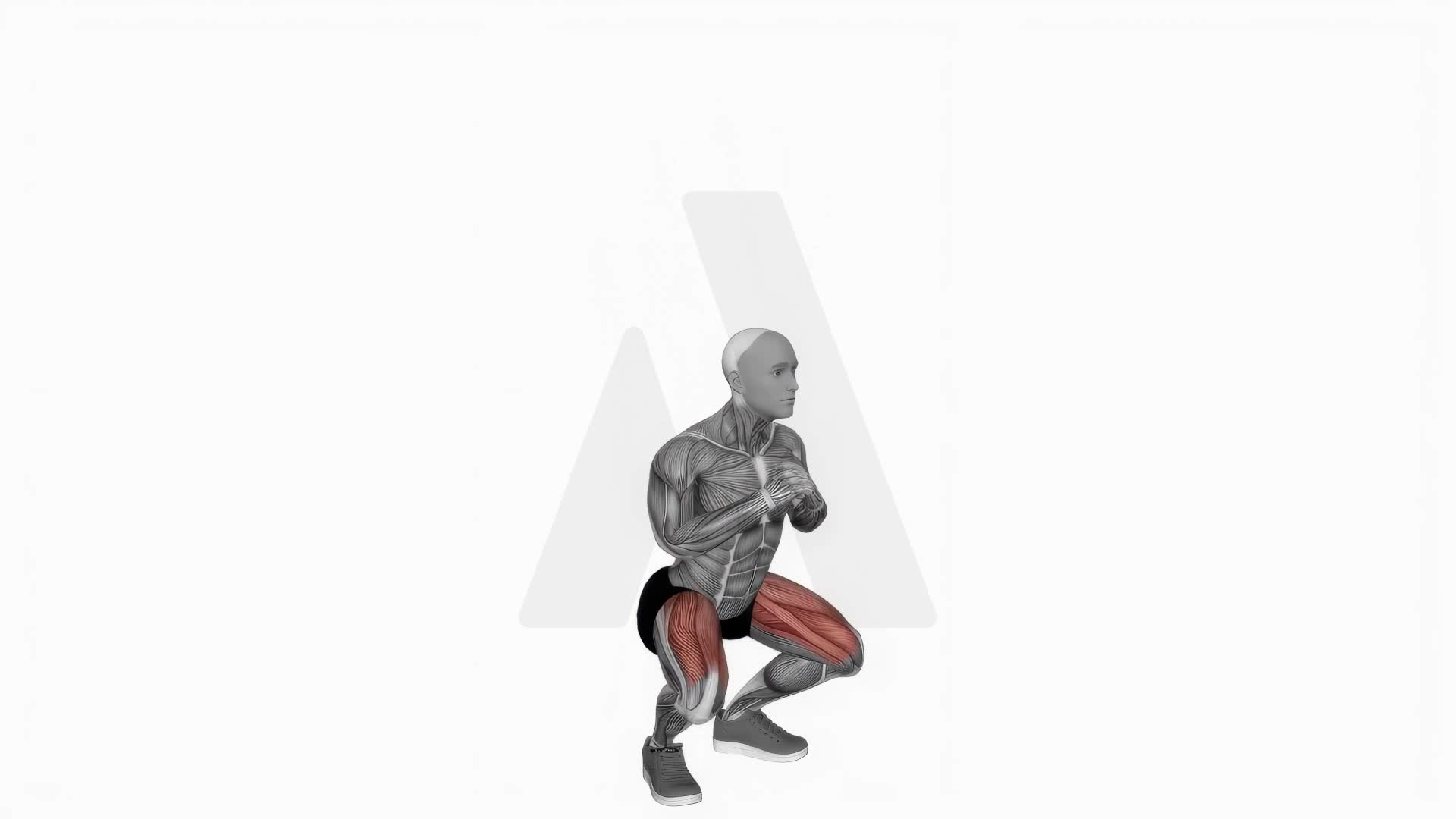 Bodyweight Pulse Squat Arms To Chest exercise demonstration