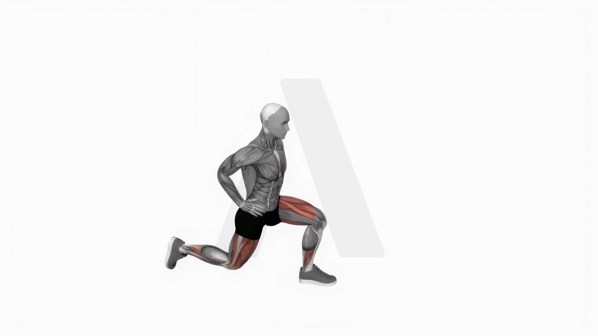 Reverse Lunge exercise demonstration