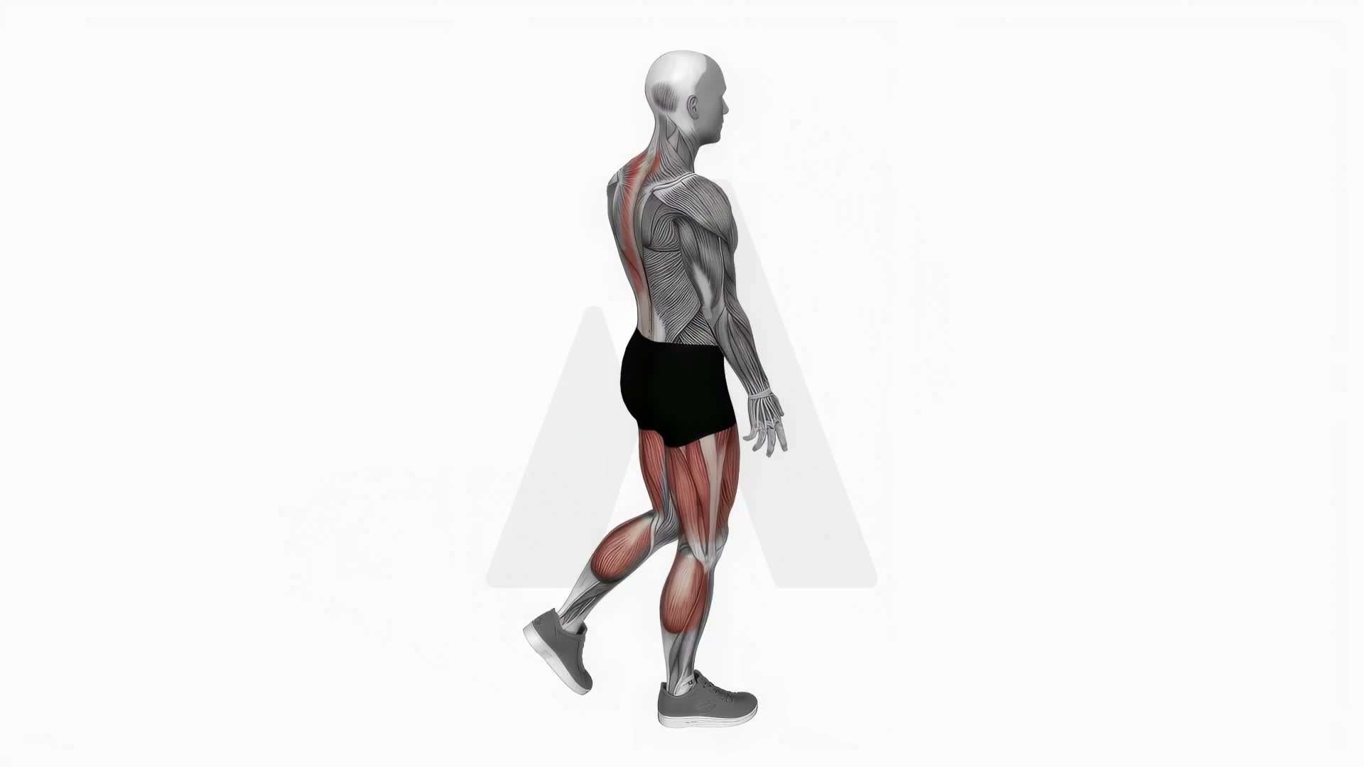 Bodyweight Single Leg Deadlift exercise demonstration
