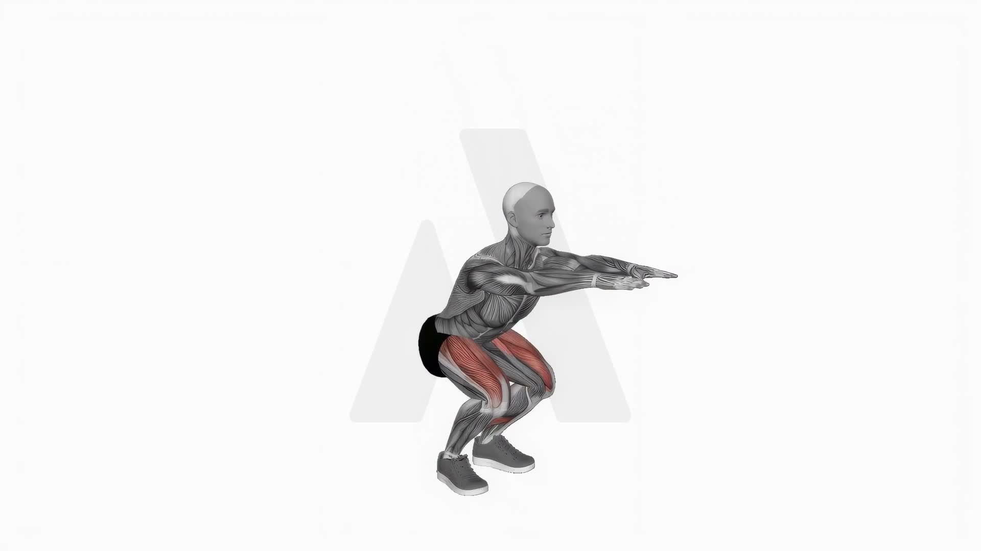 Bodyweight Squat exercise demonstration