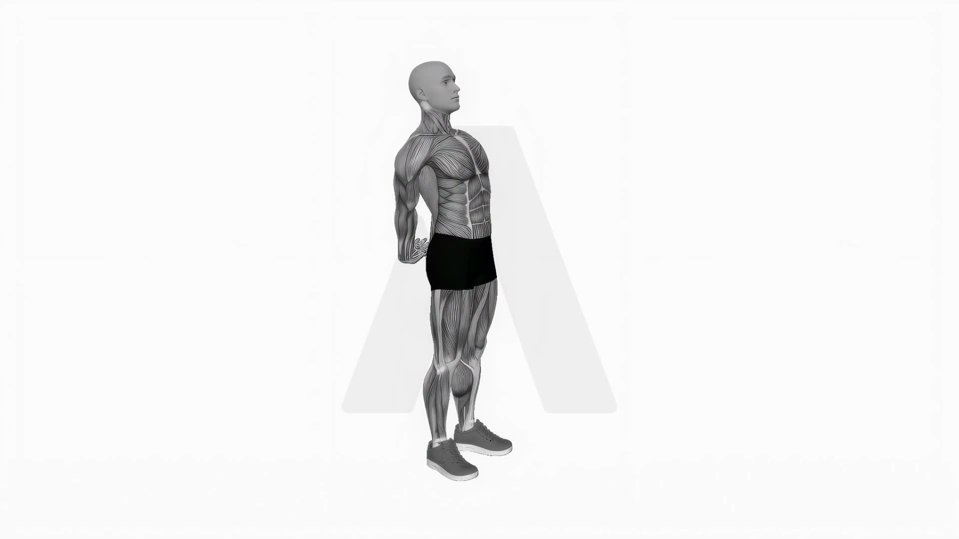 Bodyweight Standing Back Stretch exercise demonstration