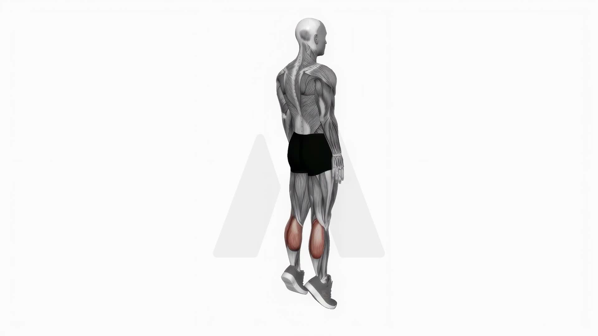 Bodyweight Standing Calf Raise exercise demonstration