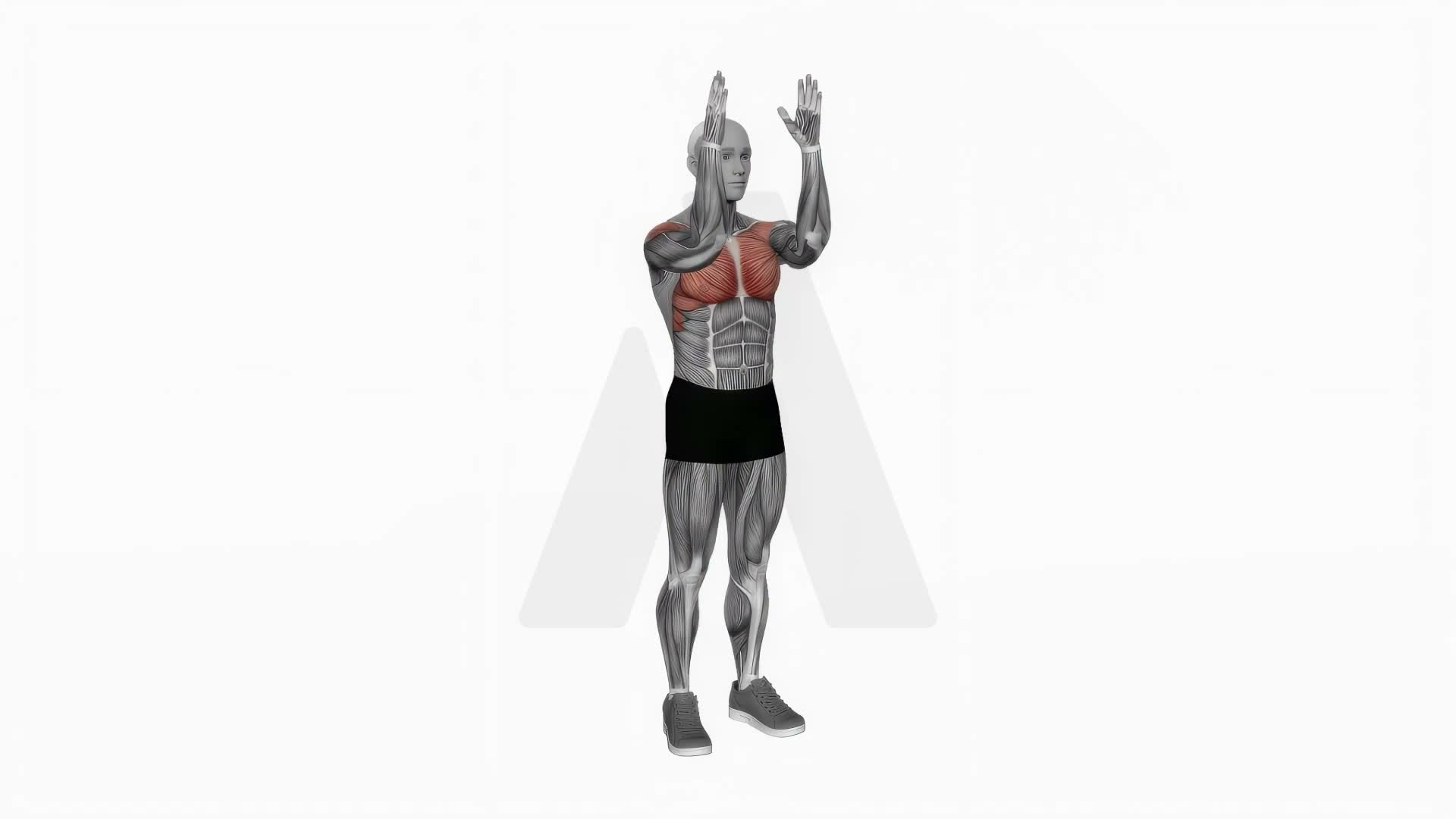 Bodyweight Standing Fly exercise demonstration