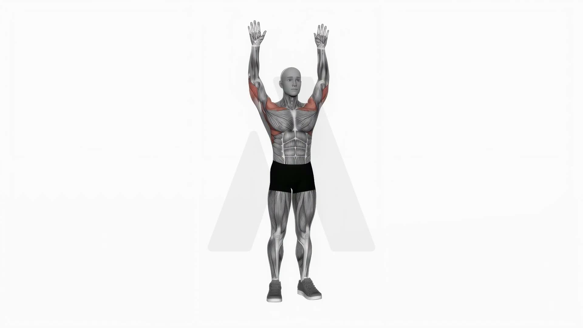 Bodyweight Standing Military Press exercise demonstration