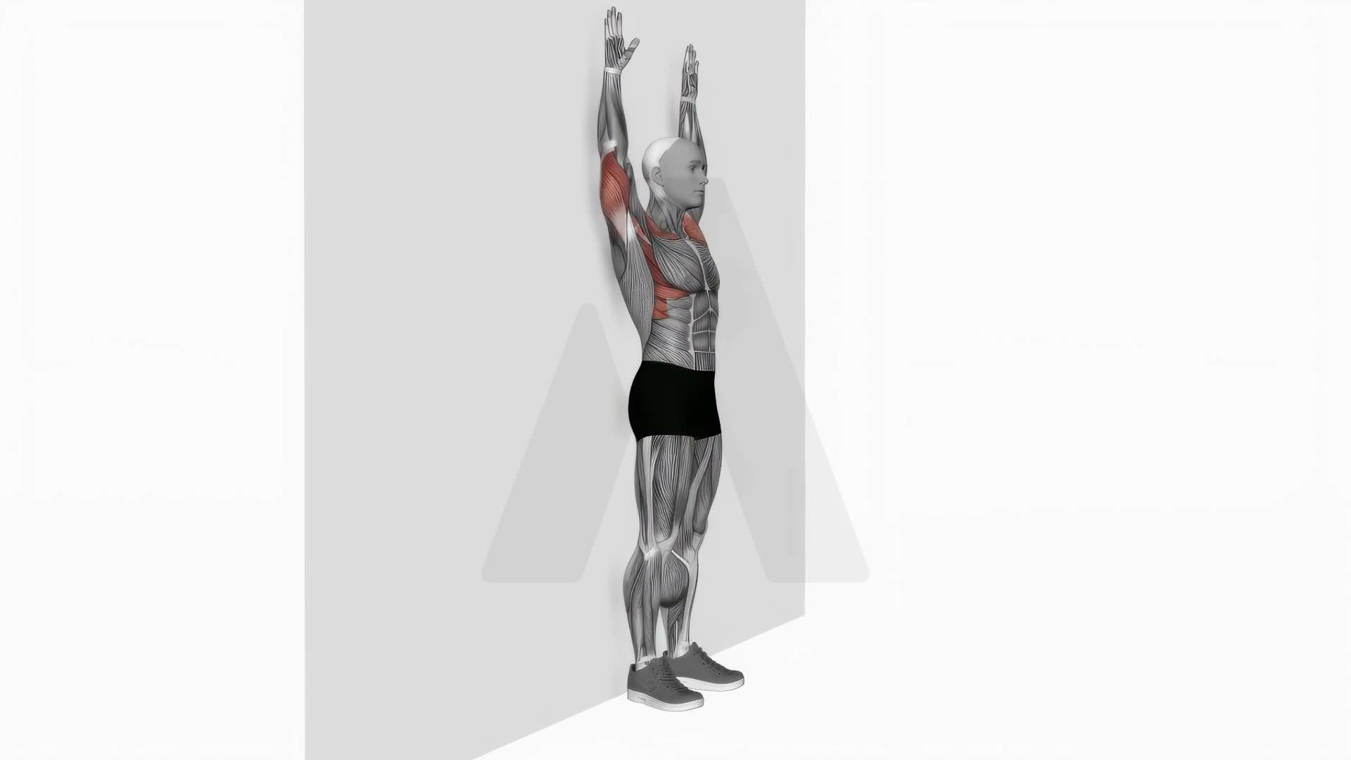 Bodyweight Standing Military Press Wall Supported exercise demonstration