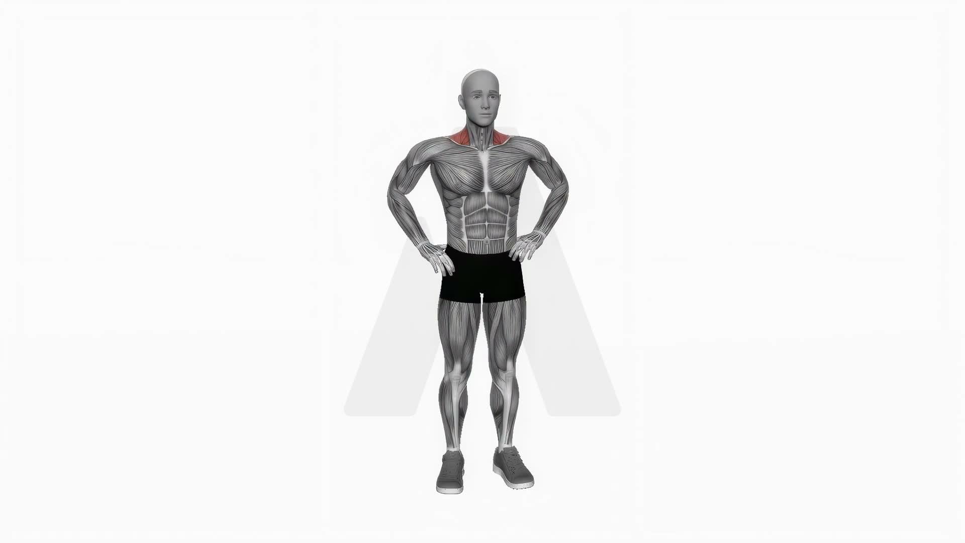 Bodyweight Standing Shrug exercise demonstration