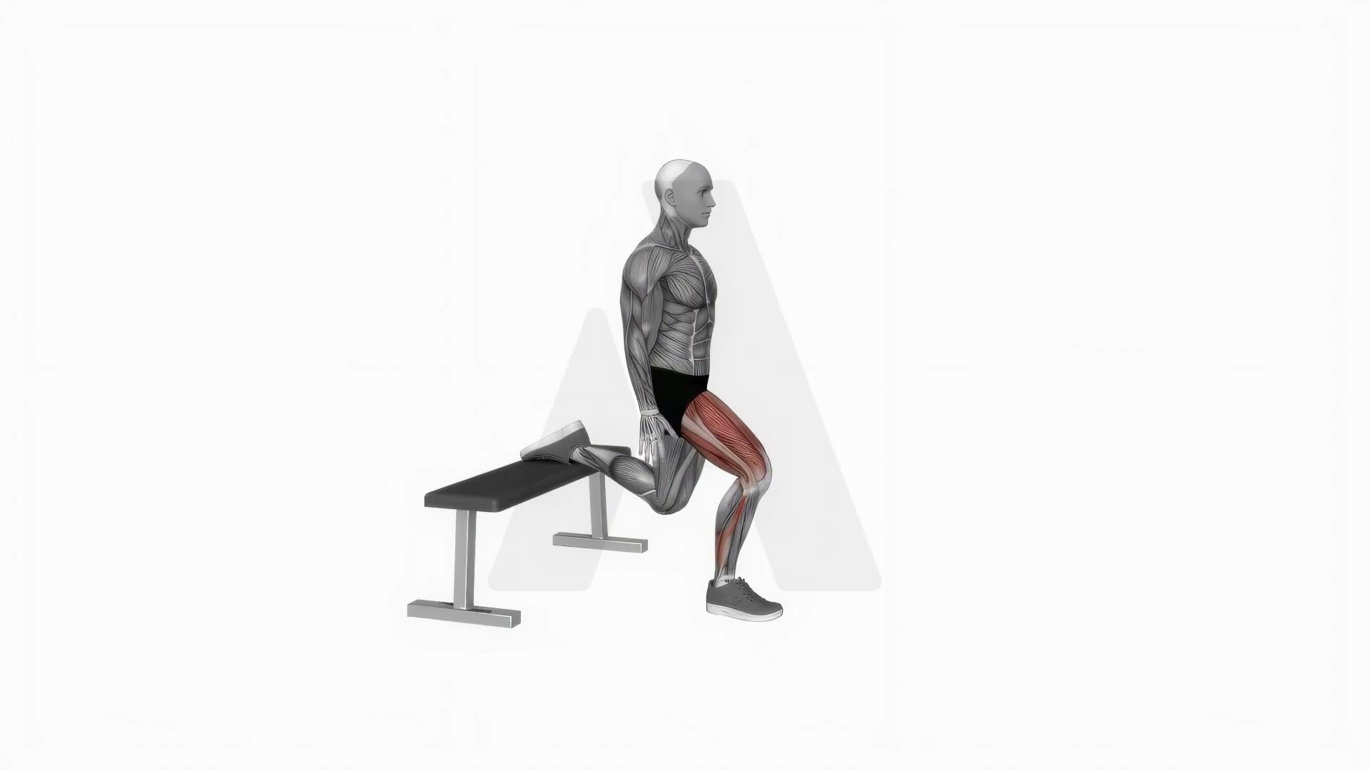 Bulgarian Split Squat exercise demonstration