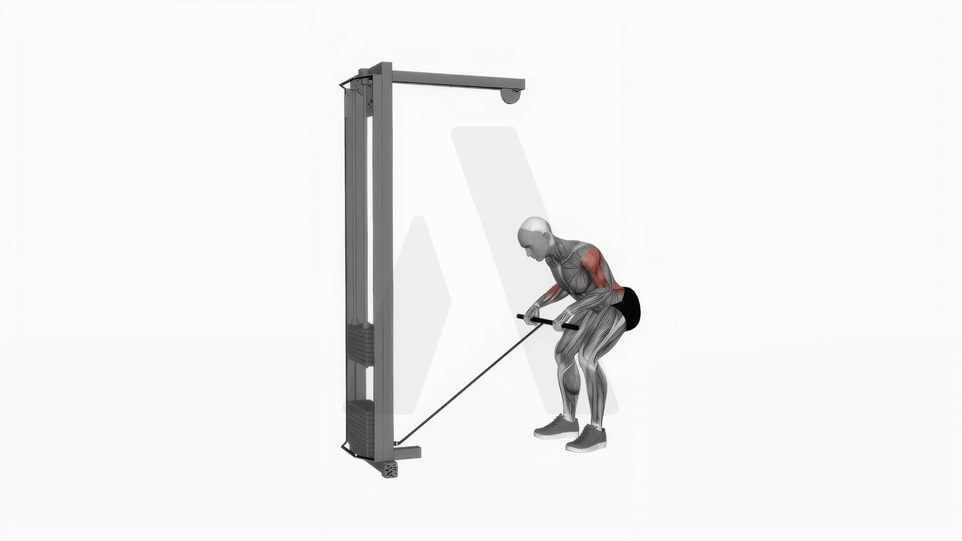 Cable Bent Over Row exercise demonstration