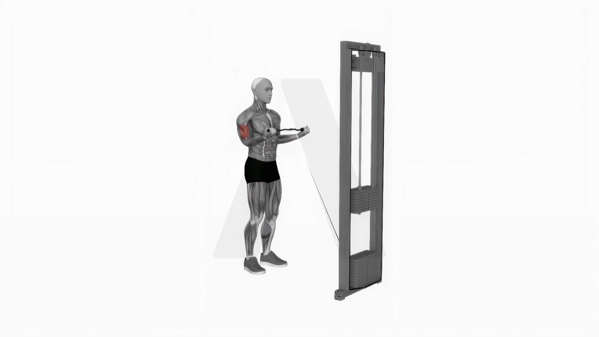 Cable Biceps Curl (Ez Bar) exercise demonstration