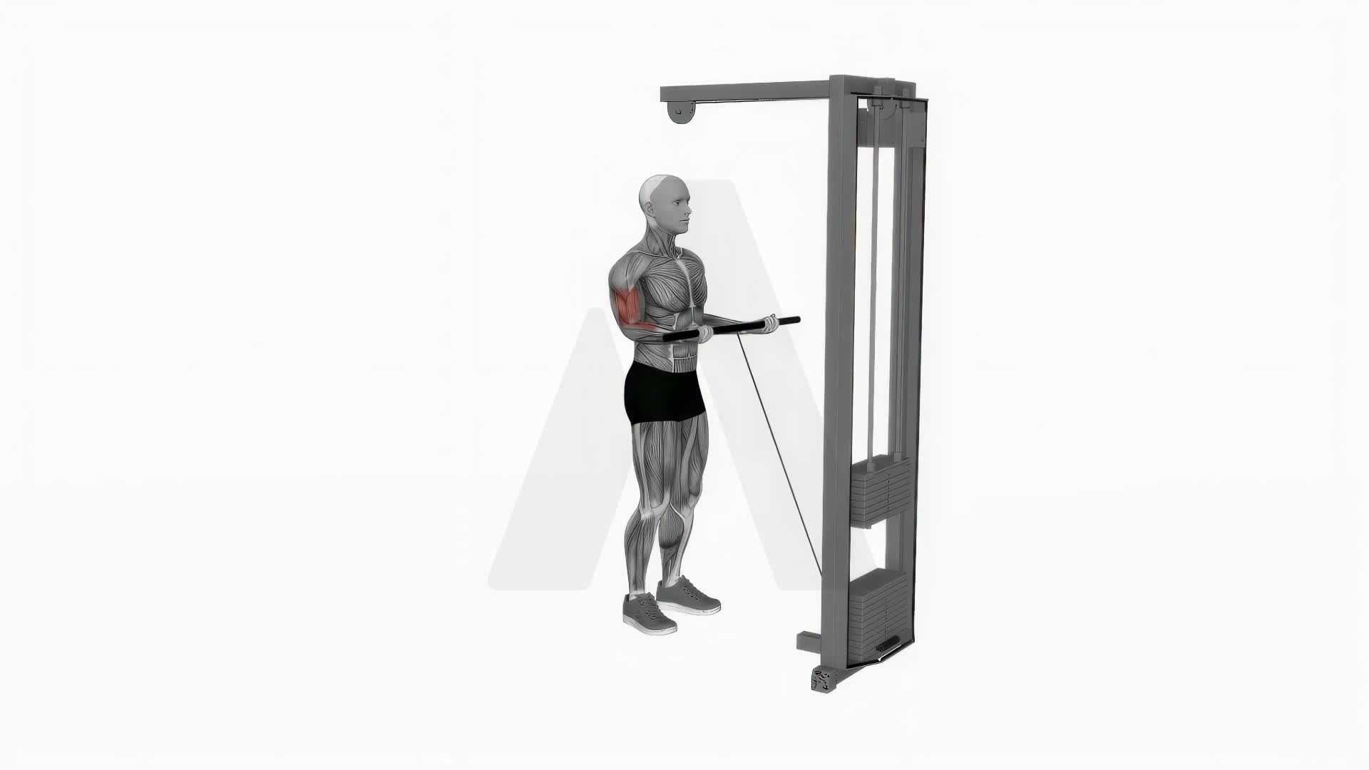 Cable Close Grip Curl exercise demonstration