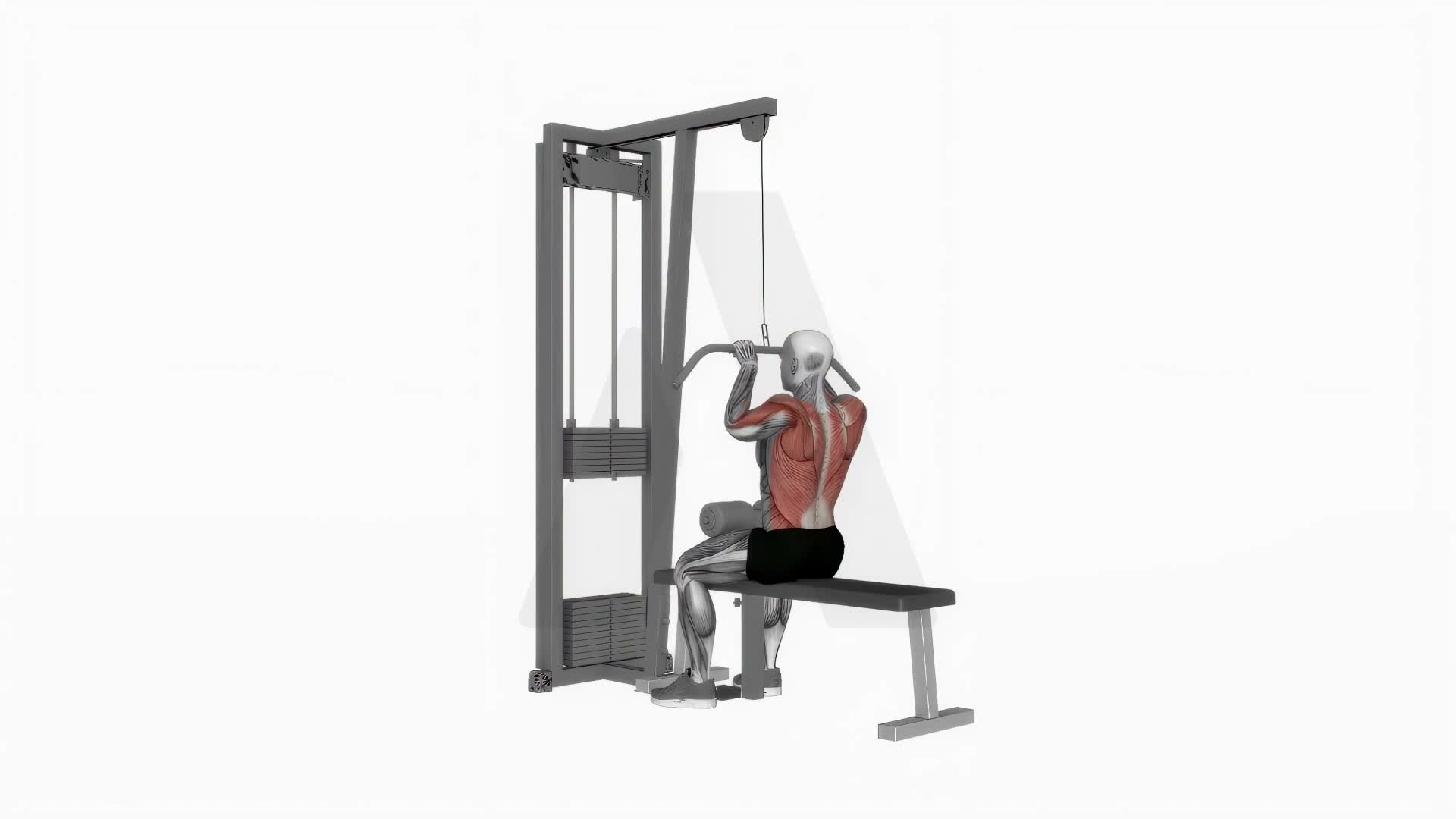 Cable Close Grip Front Lat Pulldown exercise demonstration