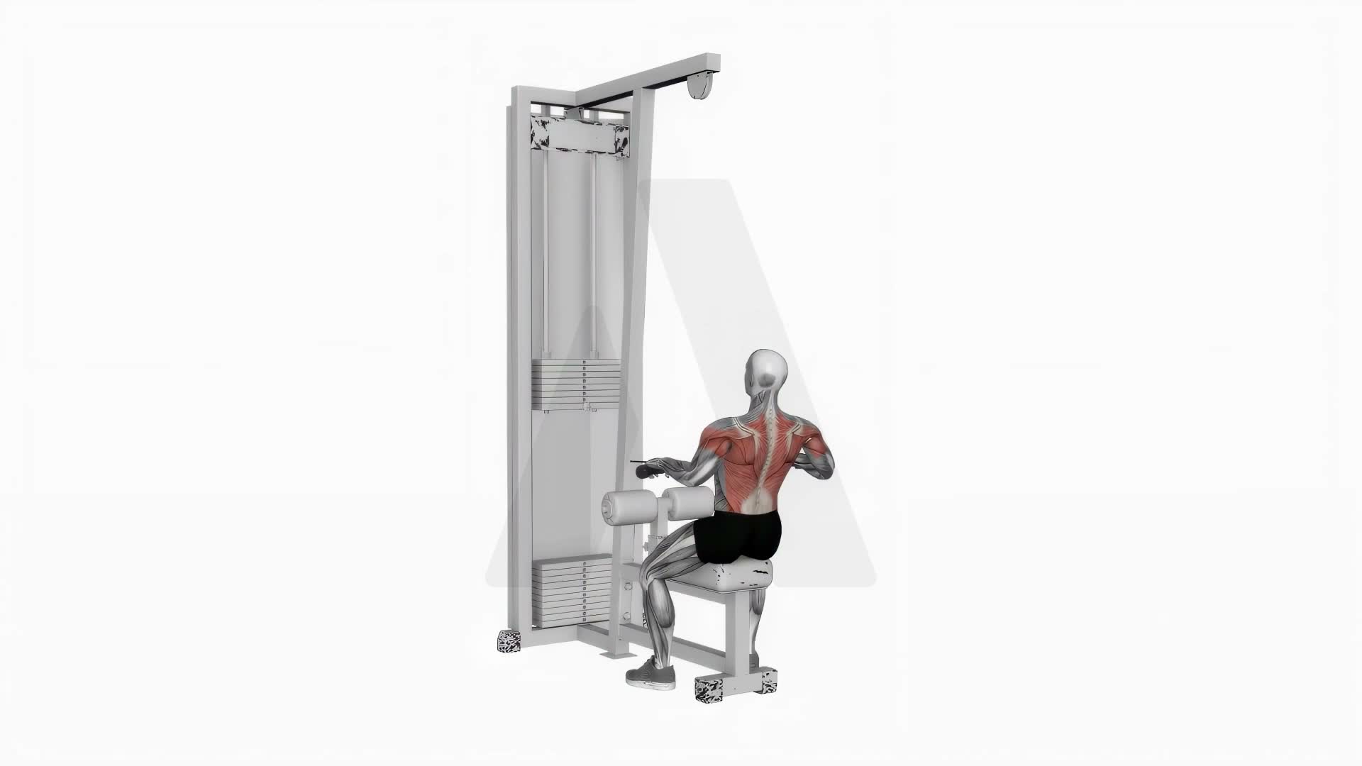 Cable Low Seated Row exercise demonstration