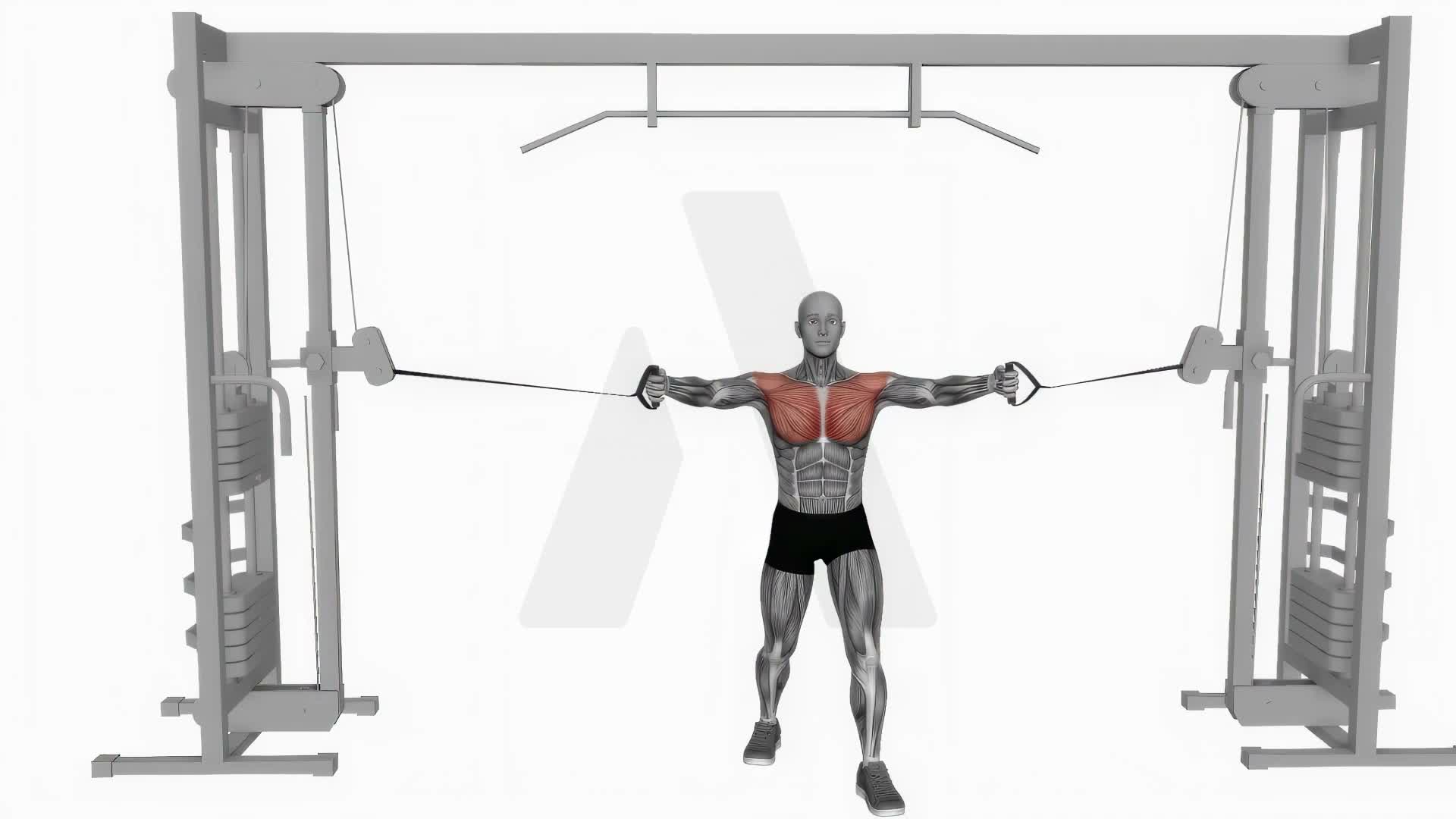 Cable Middle Fly exercise demonstration