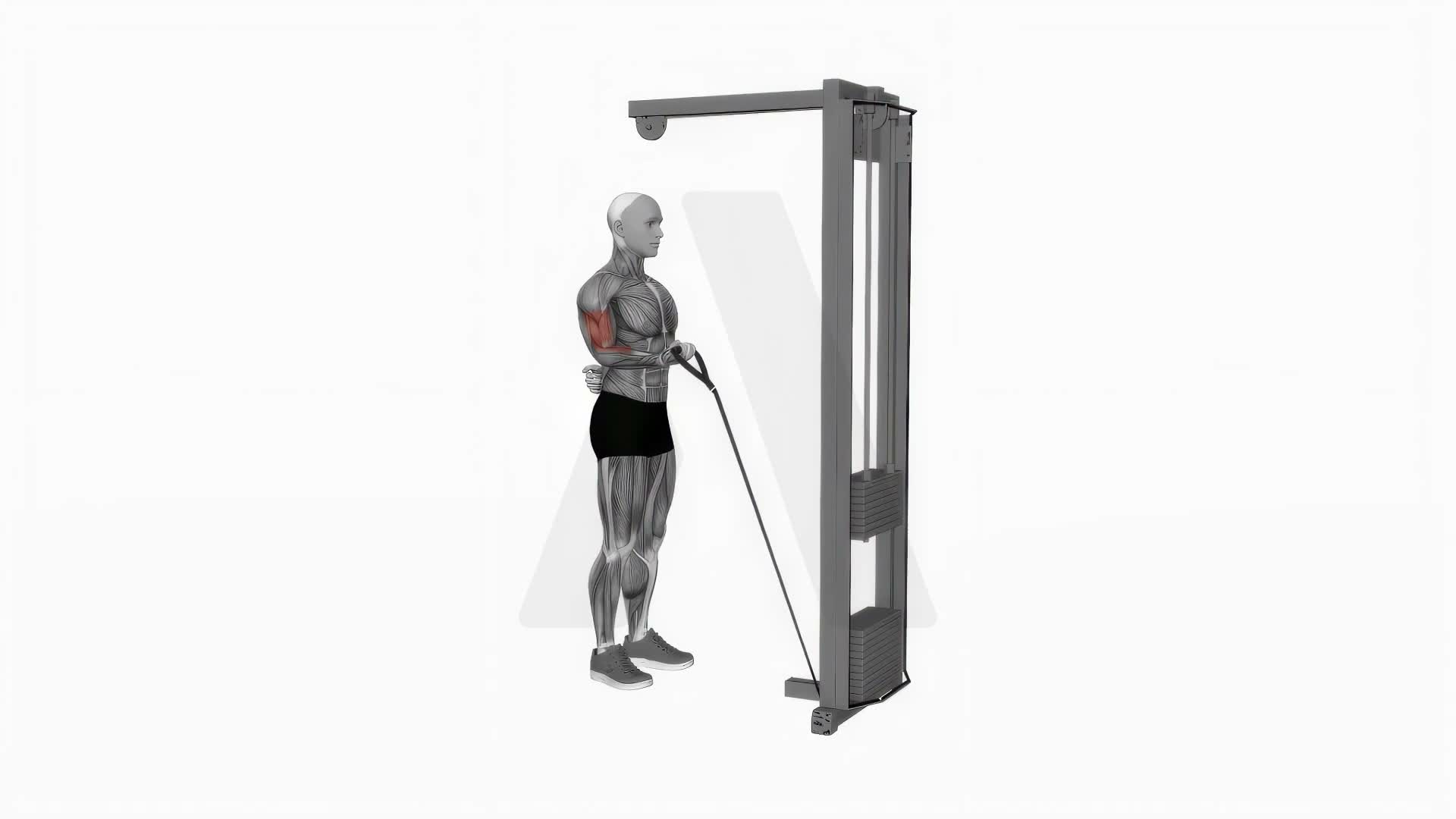Cable One Arm Curl exercise demonstration