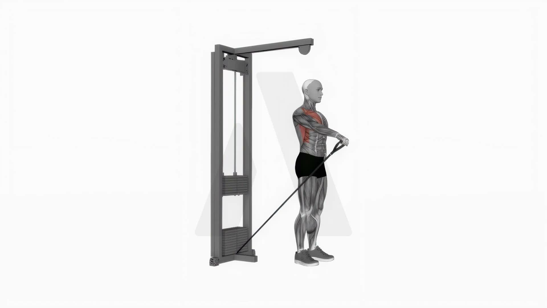 Cable One Arm Front Raise exercise demonstration
