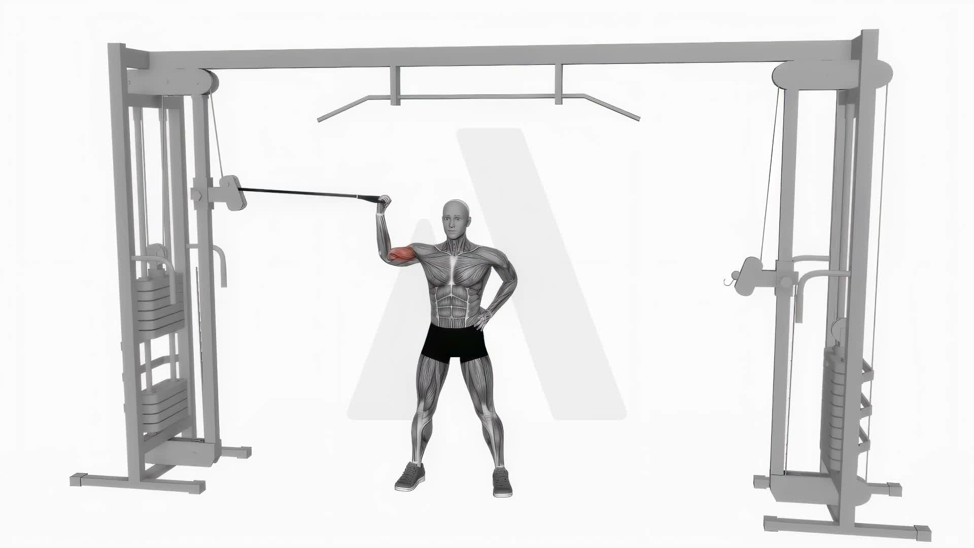 Cable One Arm Inner Biceps Curl exercise demonstration