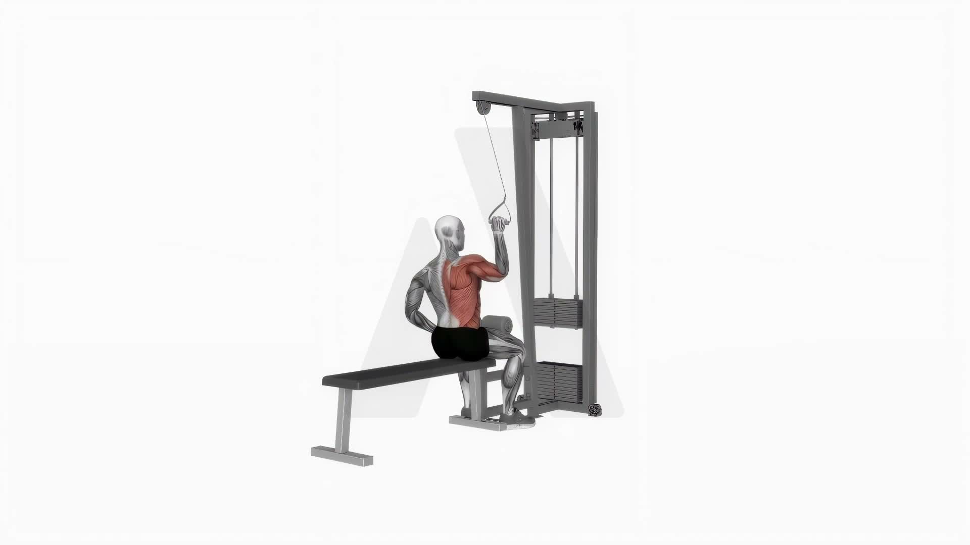 Cable One Arm Lat Pulldown exercise demonstration