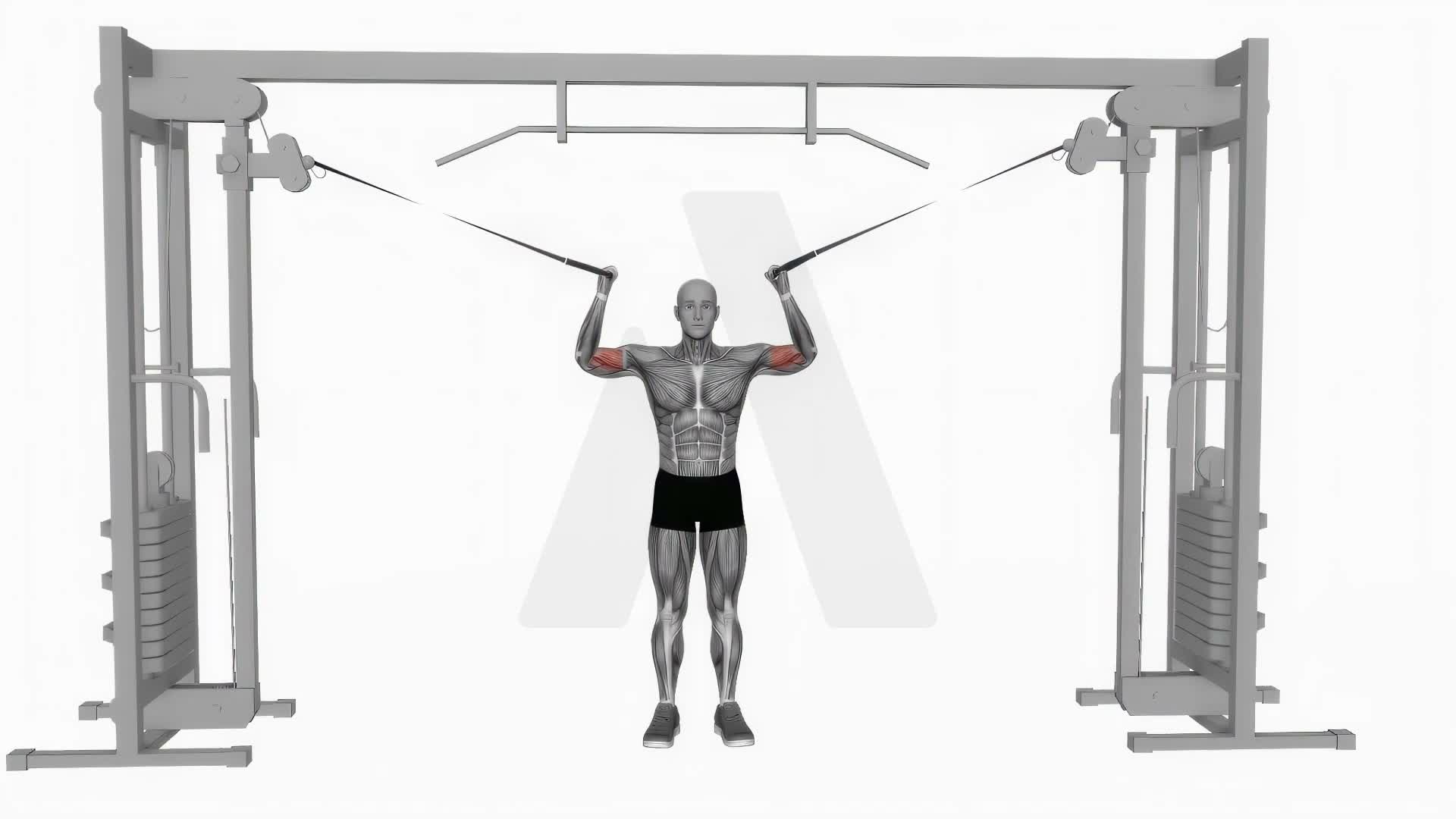 Cable Overhead Curl exercise demonstration