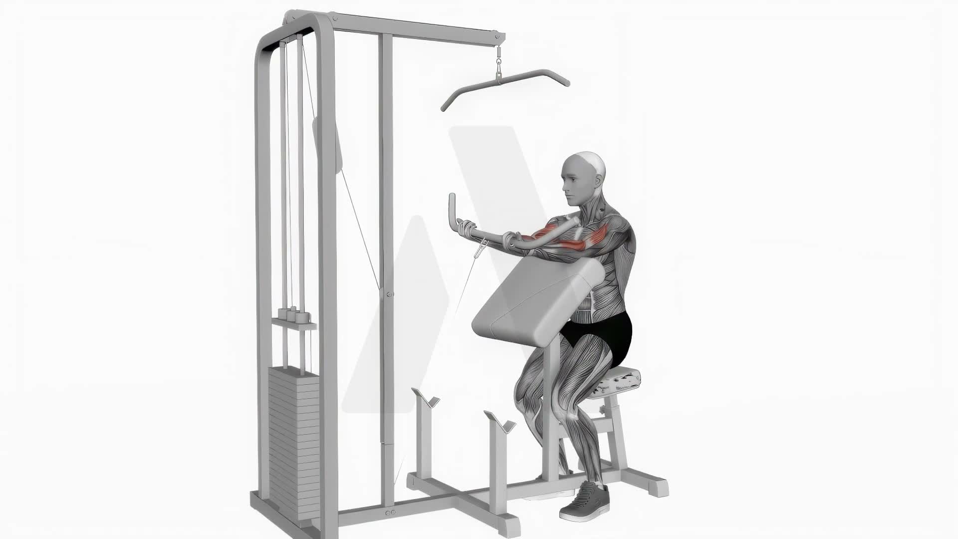 Cable Preacher Curl exercise demonstration