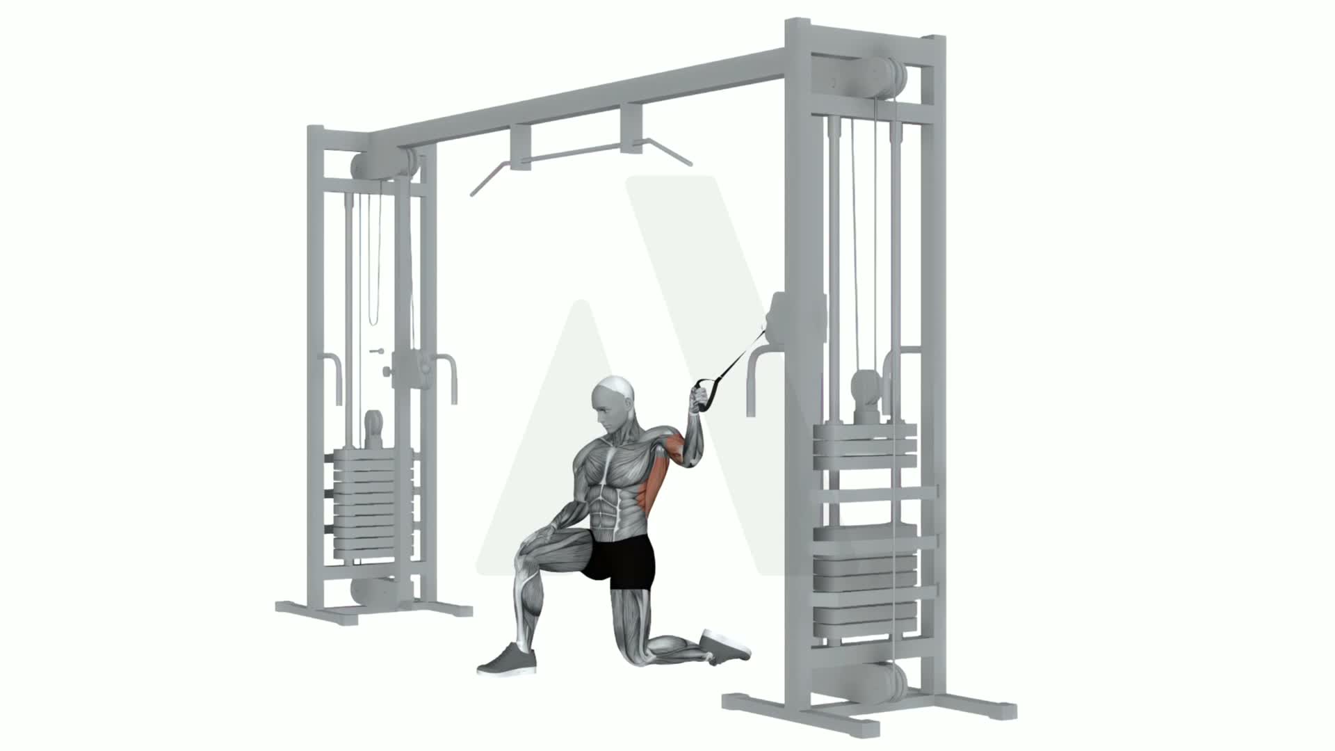 Cable Pull In Kneeling exercise demonstration