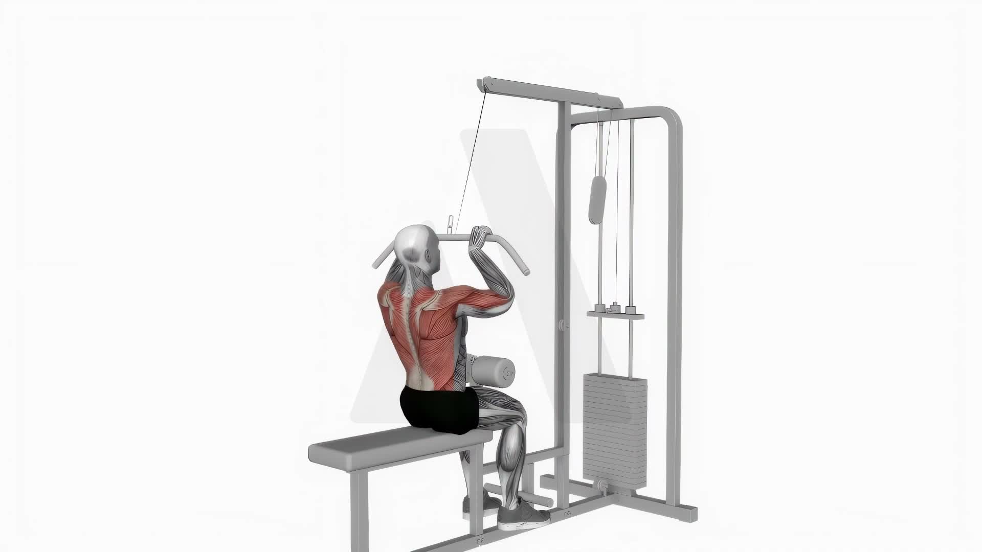 Lat Pulldown exercise demonstration