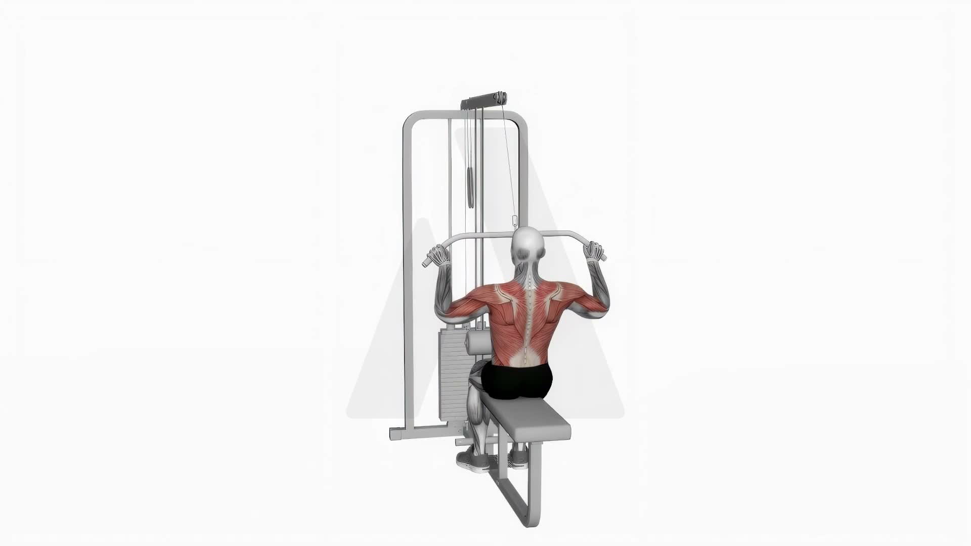 Cable Pulldown (Pro Lat Bar) exercise demonstration