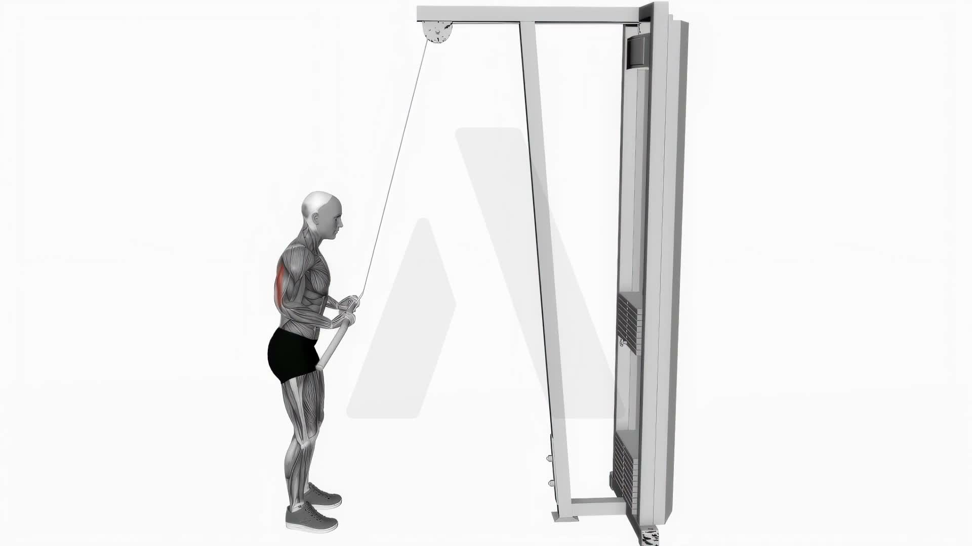 Tricep Pushdown exercise demonstration