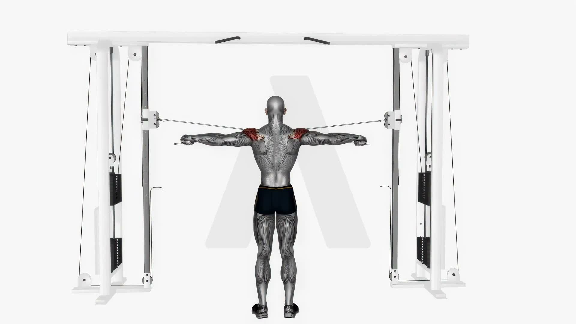Cable Rear Delt Fly exercise demonstration