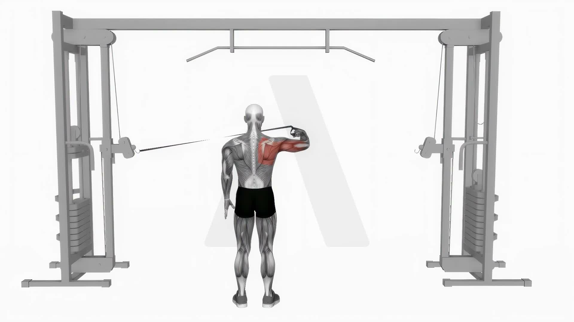 Cable Rear Drive exercise demonstration
