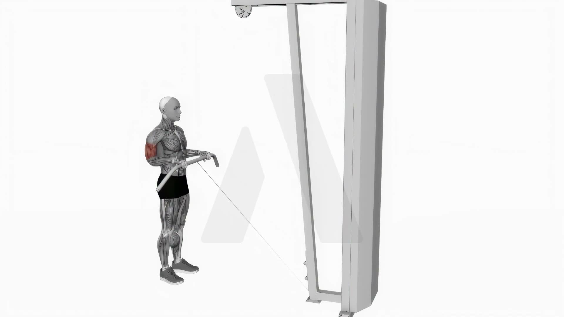 Cable Reverse Curl exercise demonstration