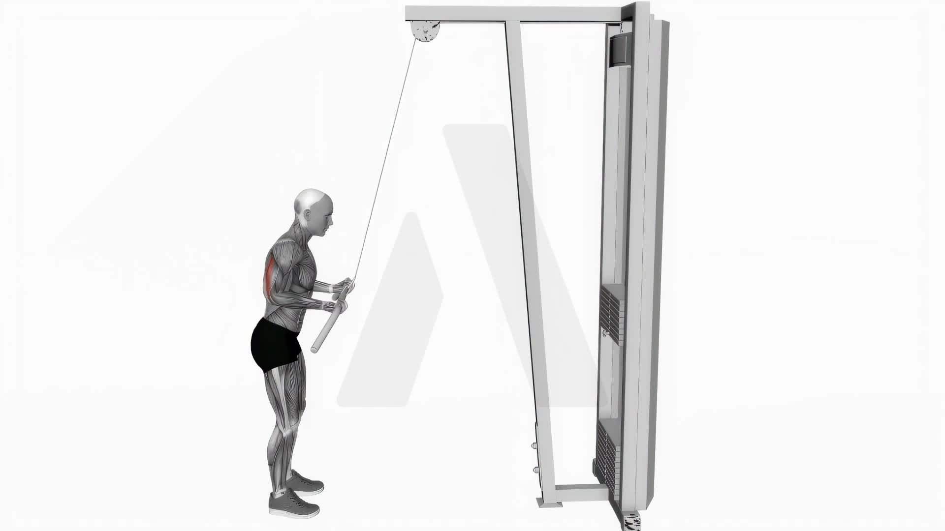 Cable Reverse Grip Pushdown exercise demonstration