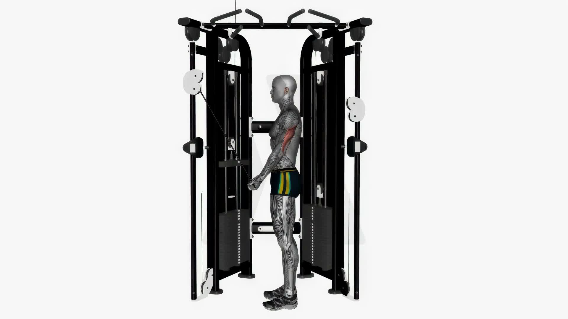 Cable Reverse Grip Triceps Push Down Straight Bar On Crossover exercise demonstration
