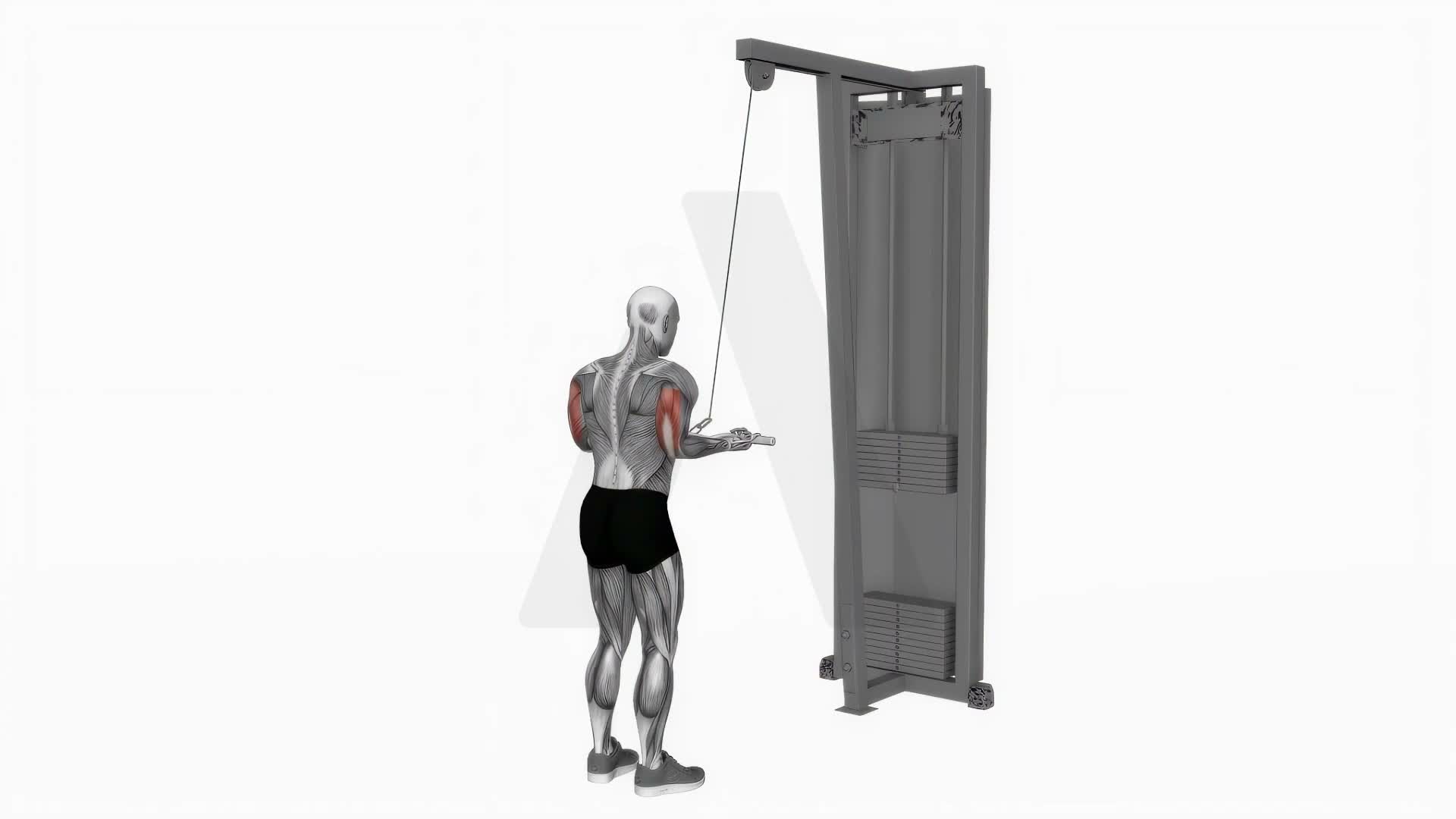 Cable Reverse Grip Triceps Pushdown (Ez Bar) exercise demonstration