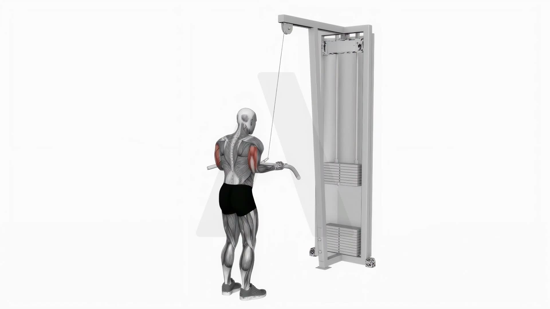 Cable Reverse Grip Triceps Pushdown Back Side Pov exercise demonstration