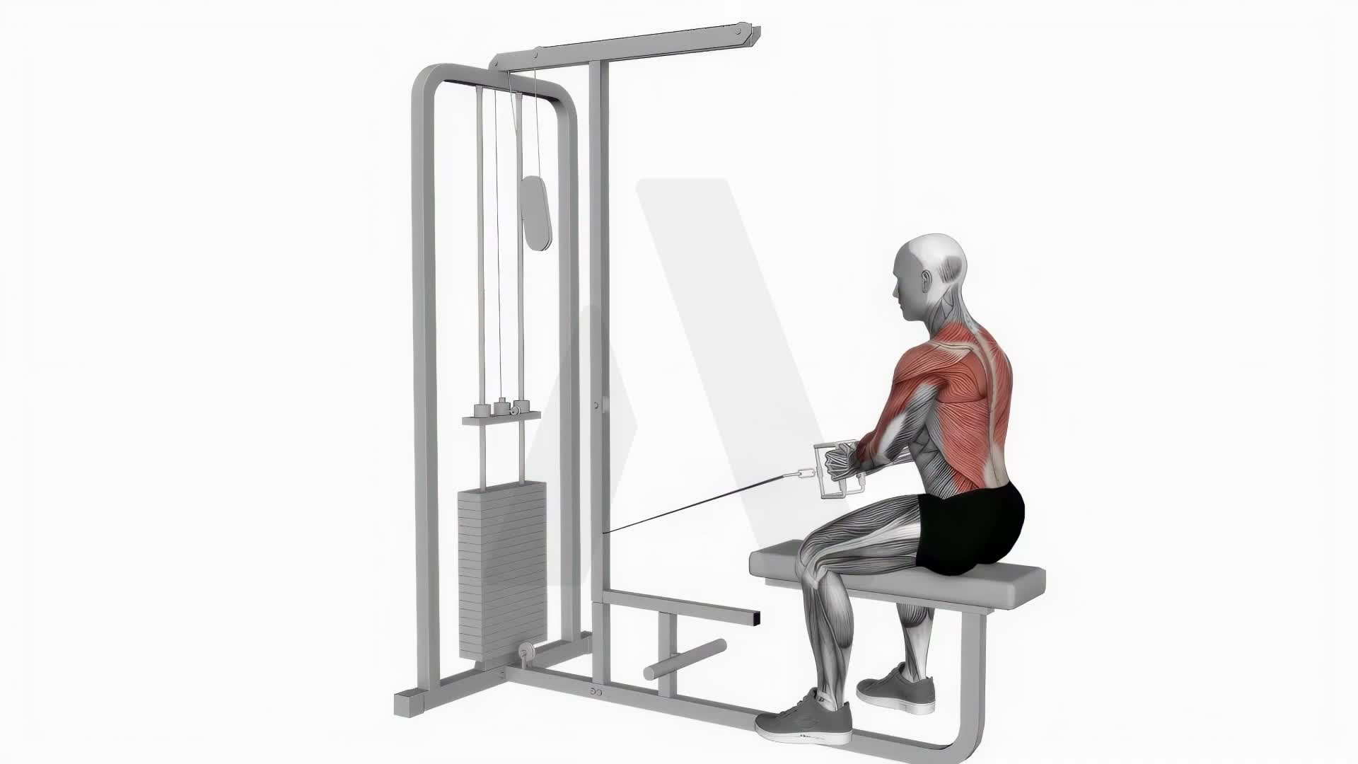 Seated Cable Row exercise demonstration