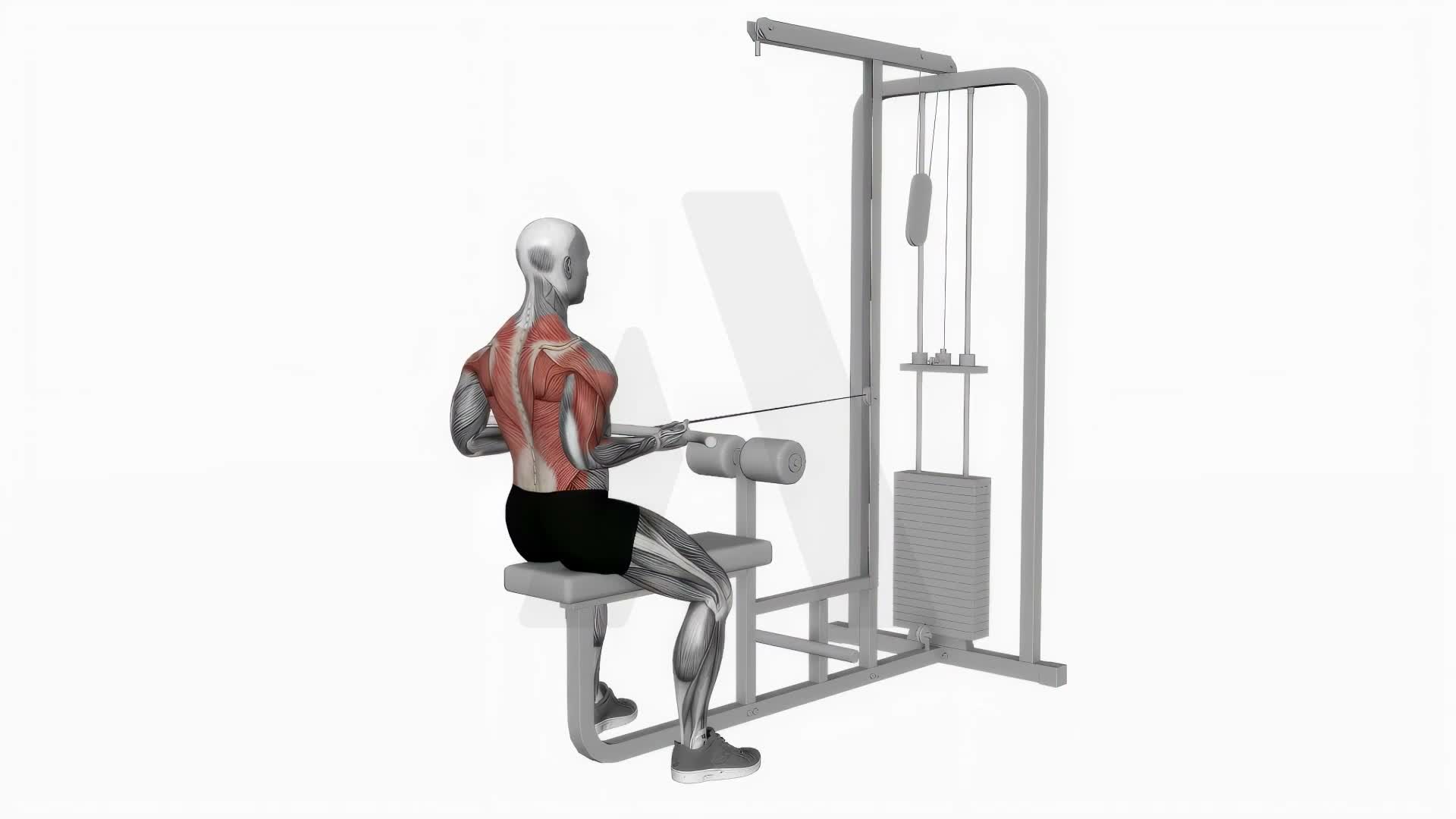 Cable Seated Supine Grip Row exercise demonstration