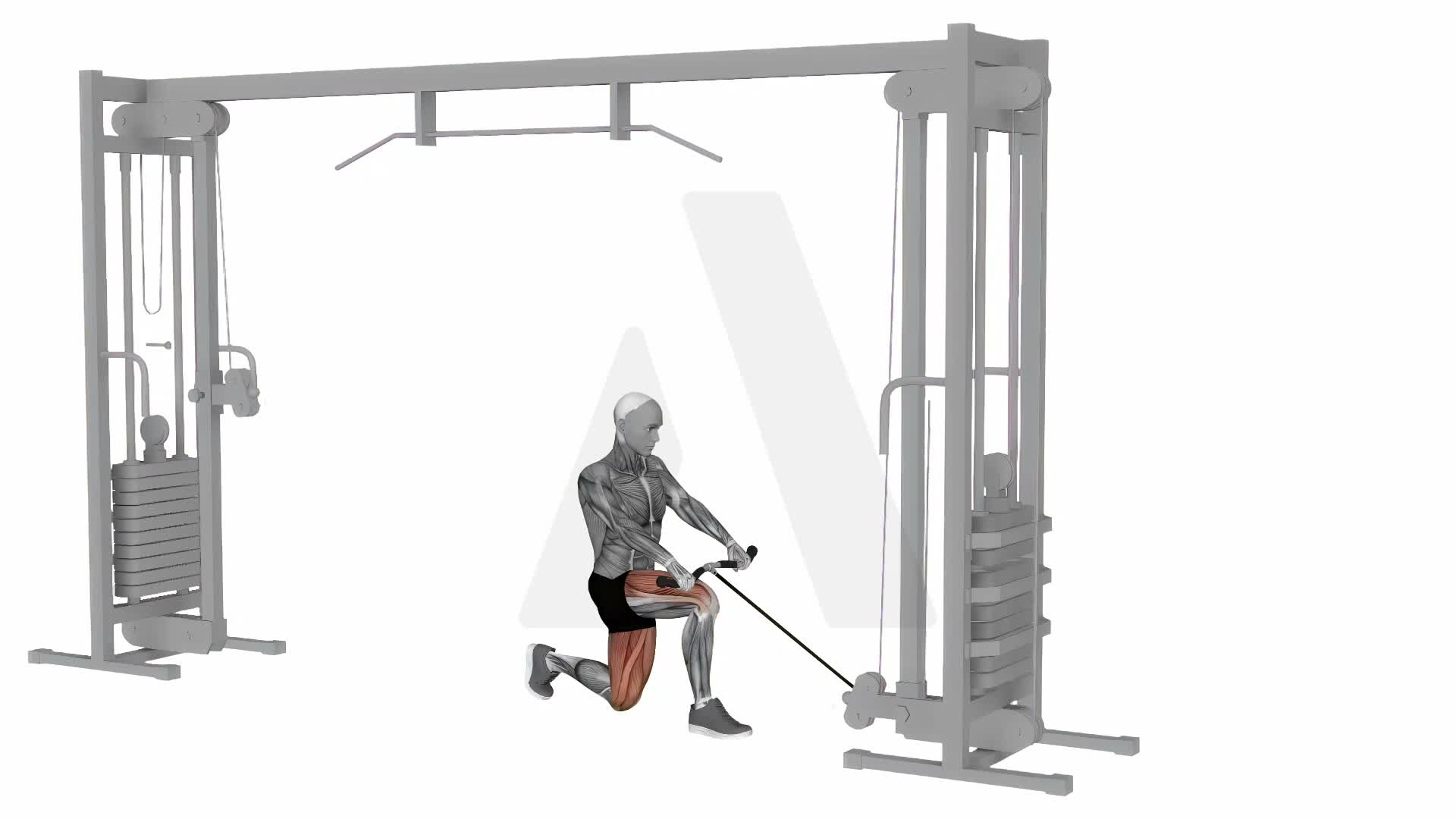 Cable Split Squat exercise demonstration