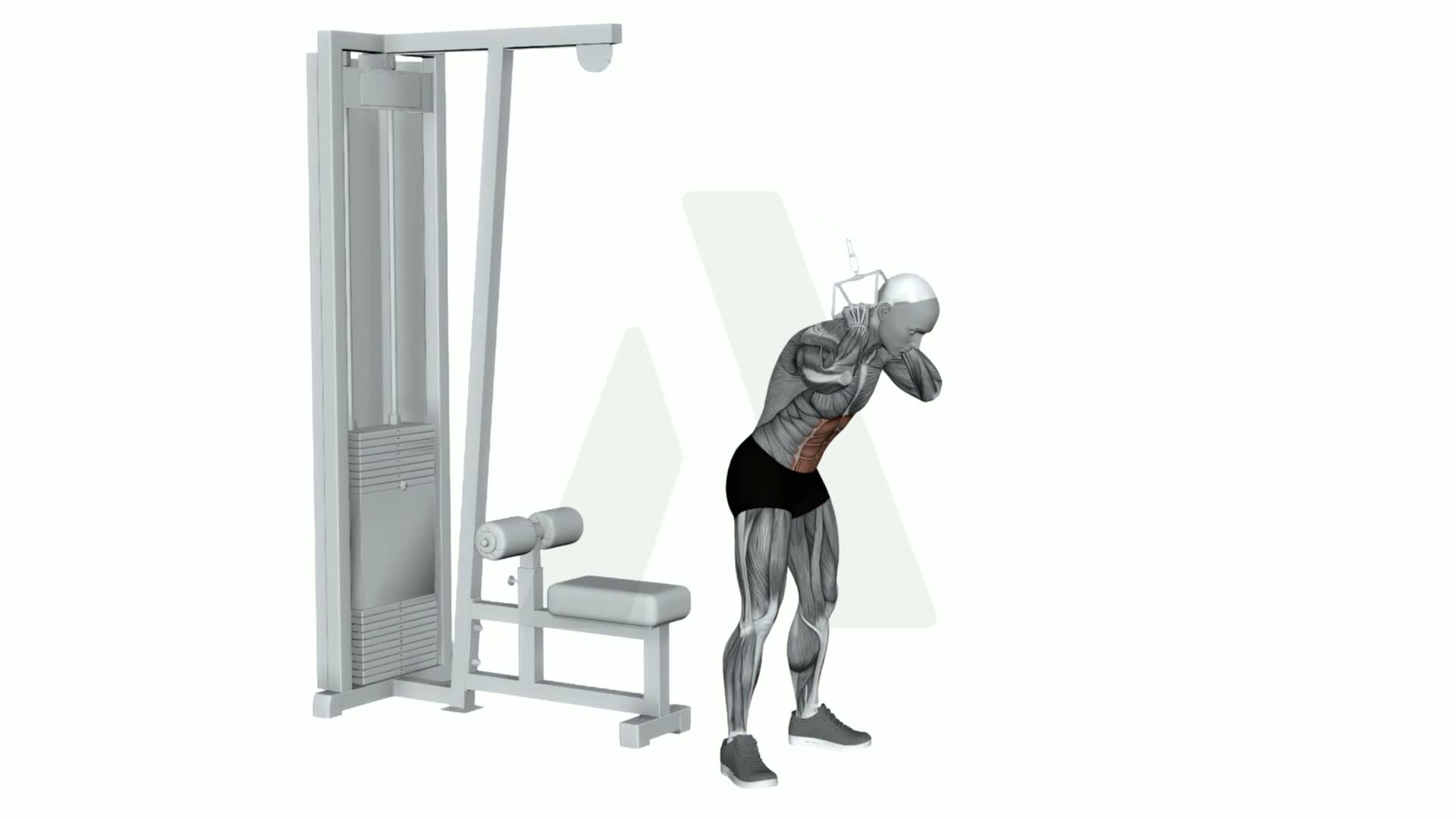 Cable Standing Crunch exercise demonstration