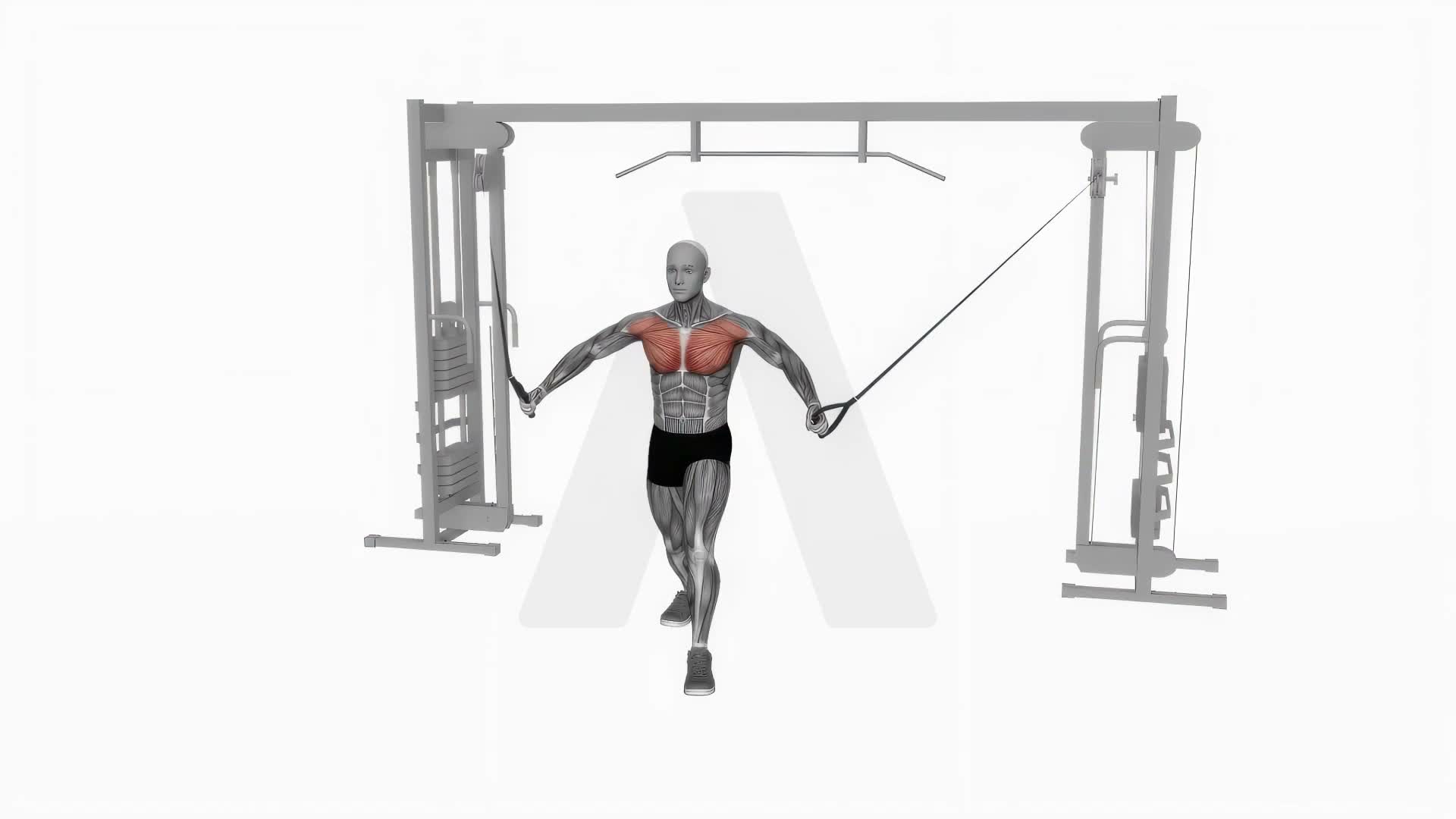 Cable Standing Up Straight Crossovers exercise demonstration
