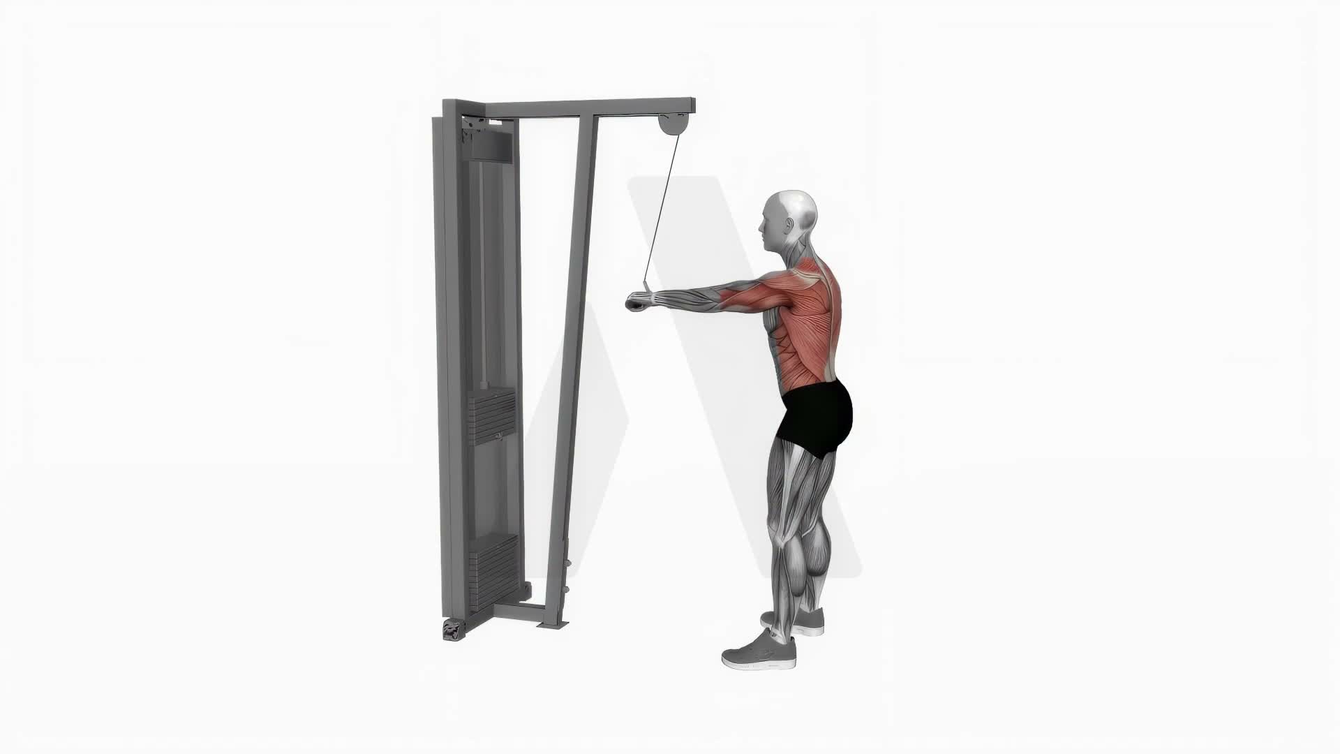 Straight Arm Pulldown exercise demonstration