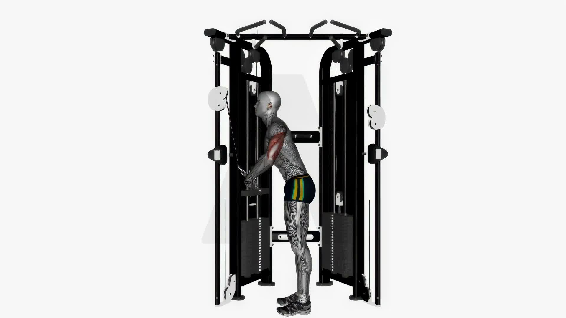 Cable Triceps Push Down Elbow Out (V Bar) exercise demonstration