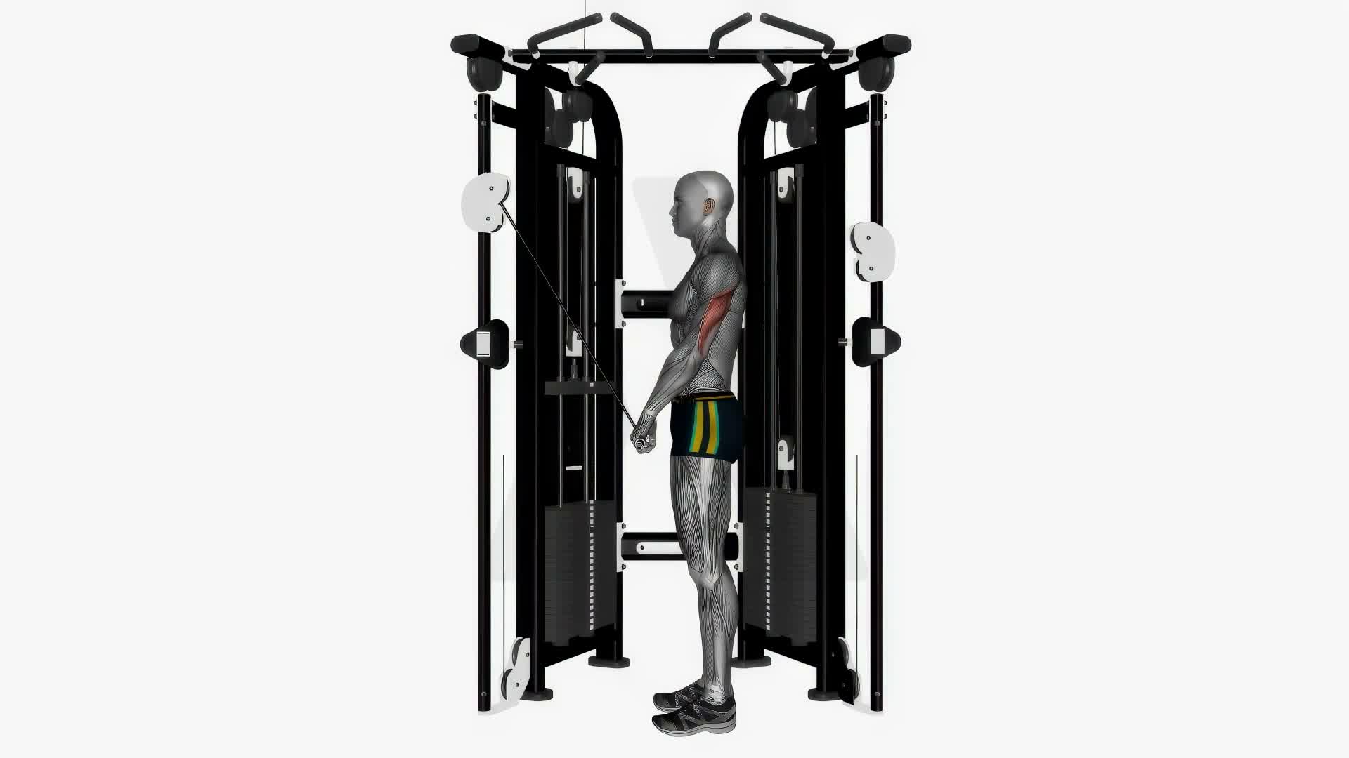 Cable Triceps Push Down Ez Bar exercise demonstration