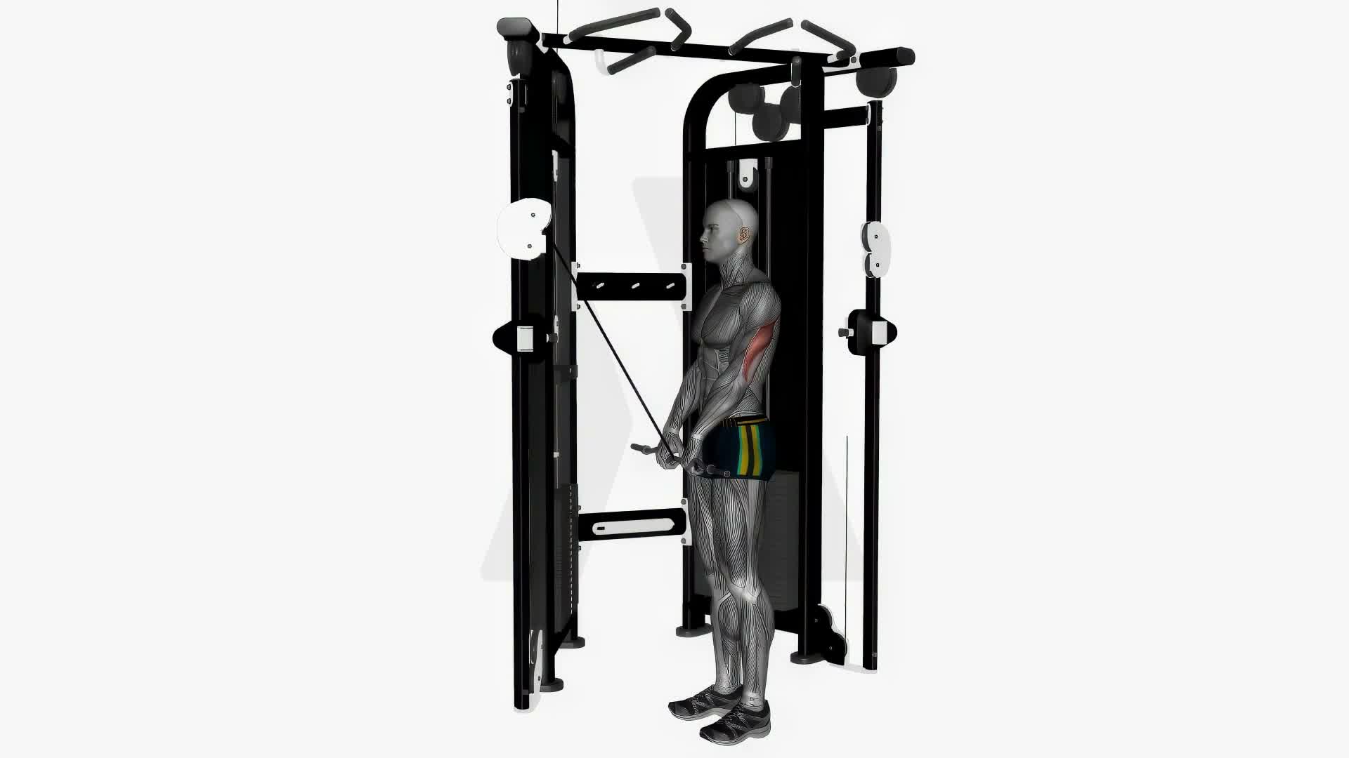 Cable Triceps Push Down Ez Bar Close Grip exercise demonstration