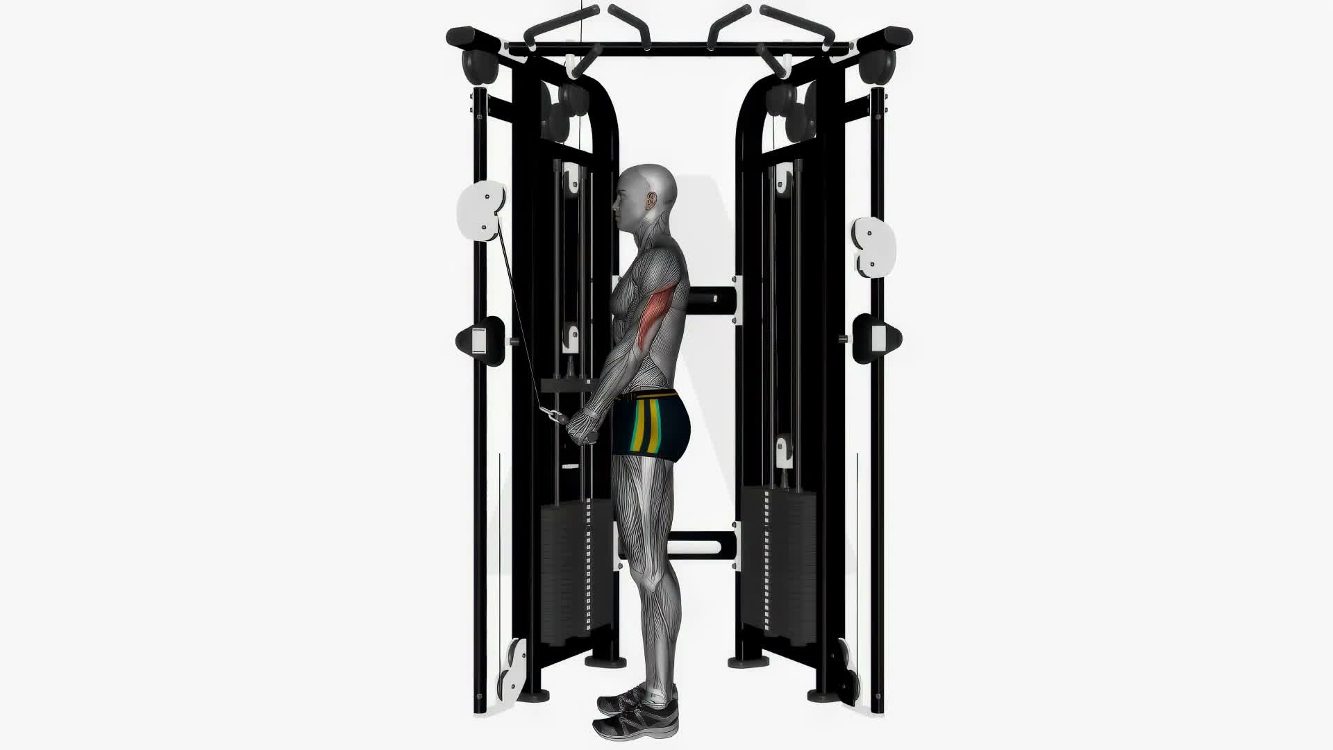 Cable Triceps Push Down V Bar exercise demonstration