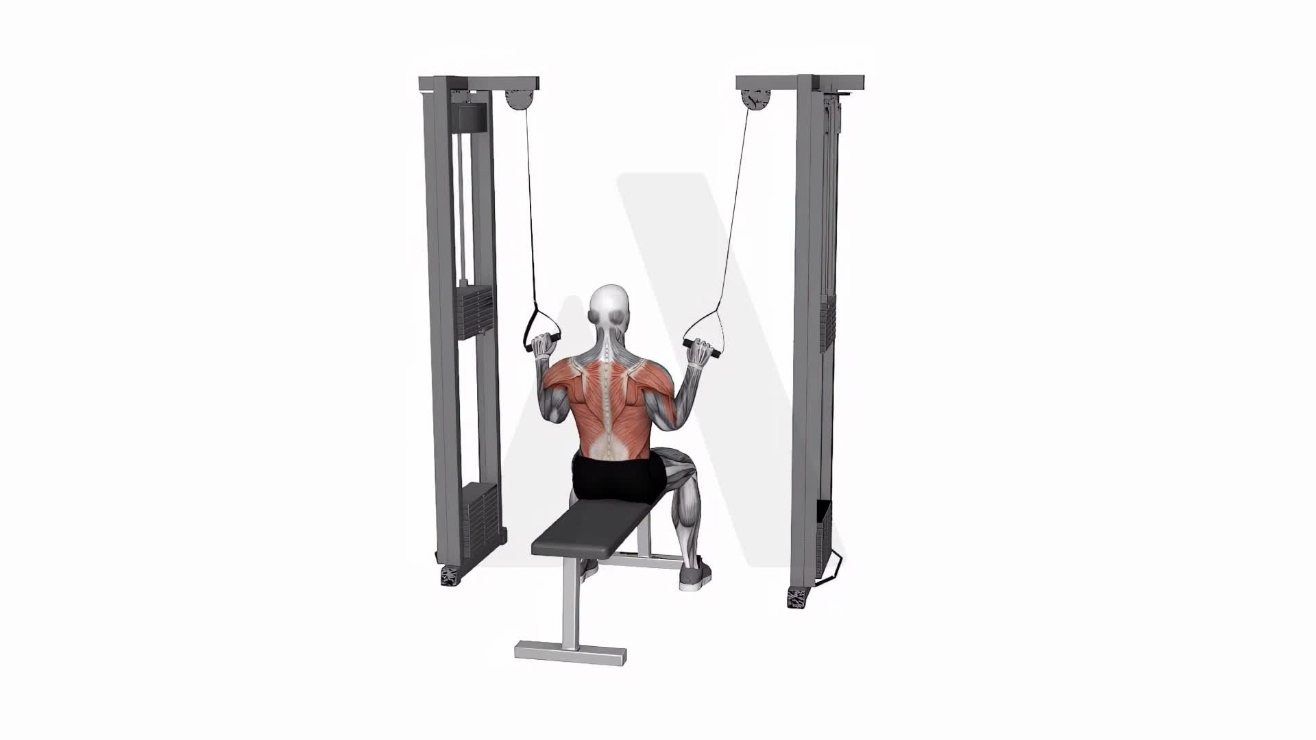 Cable Twin Handle Parallel Grip Lat Pulldown exercise demonstration