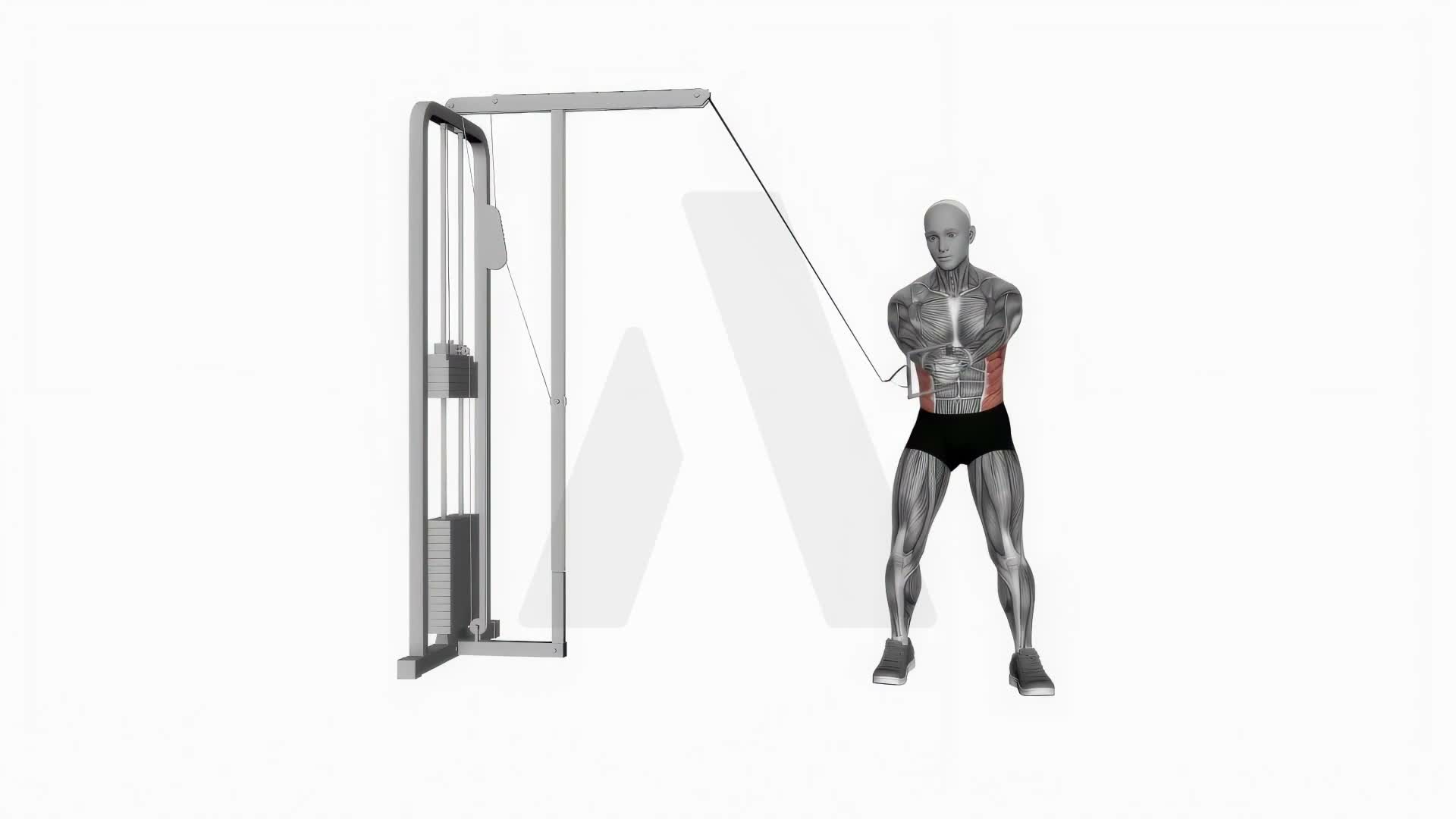 Cable Twist (Up Down) exercise demonstration