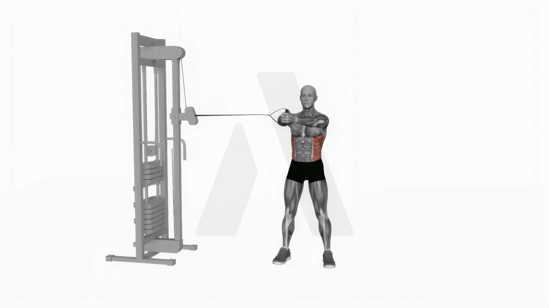 Cable Twist exercise demonstration