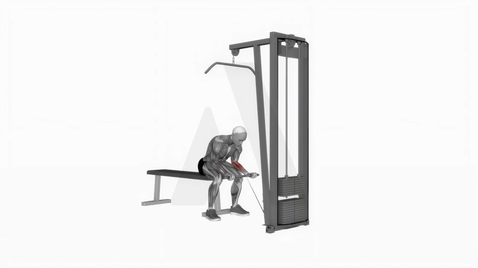 Cable Wrist Curl exercise demonstration