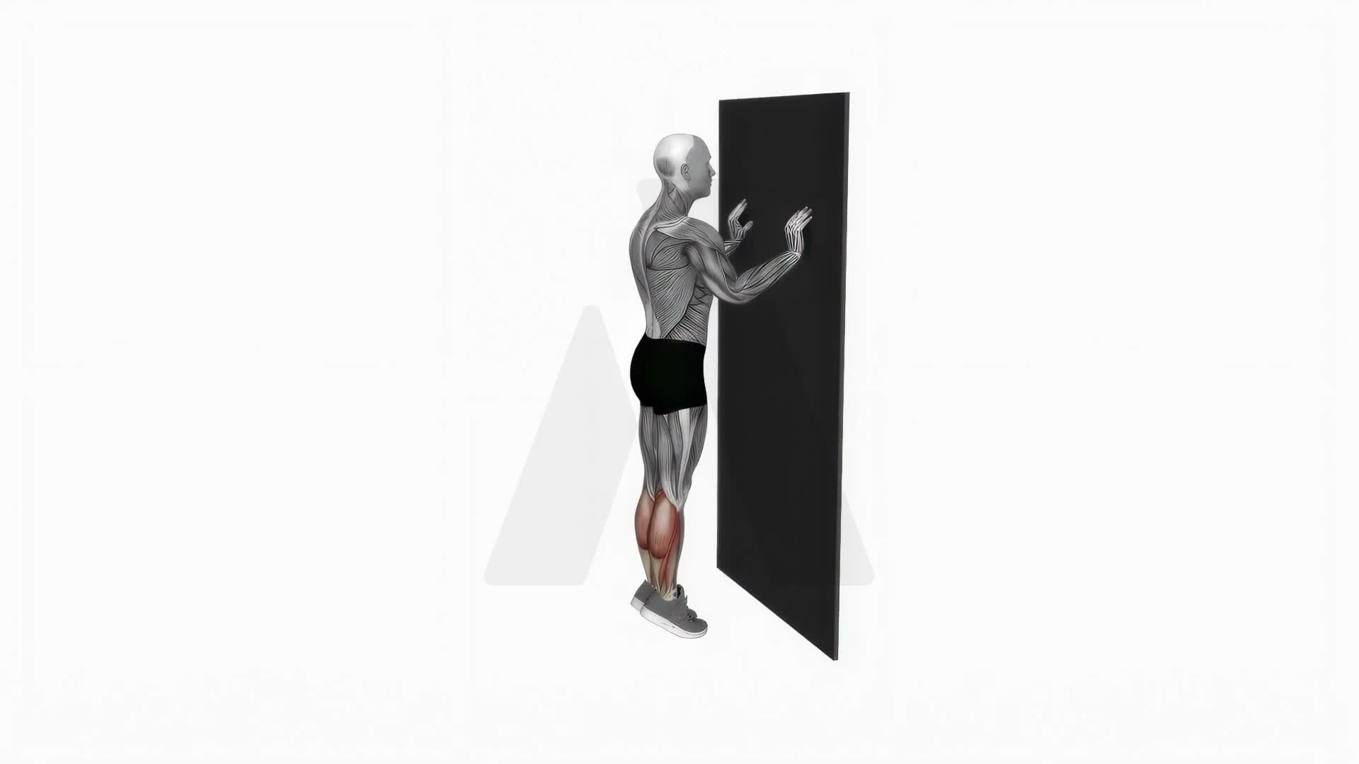 Calf Raise With Wall Support exercise demonstration